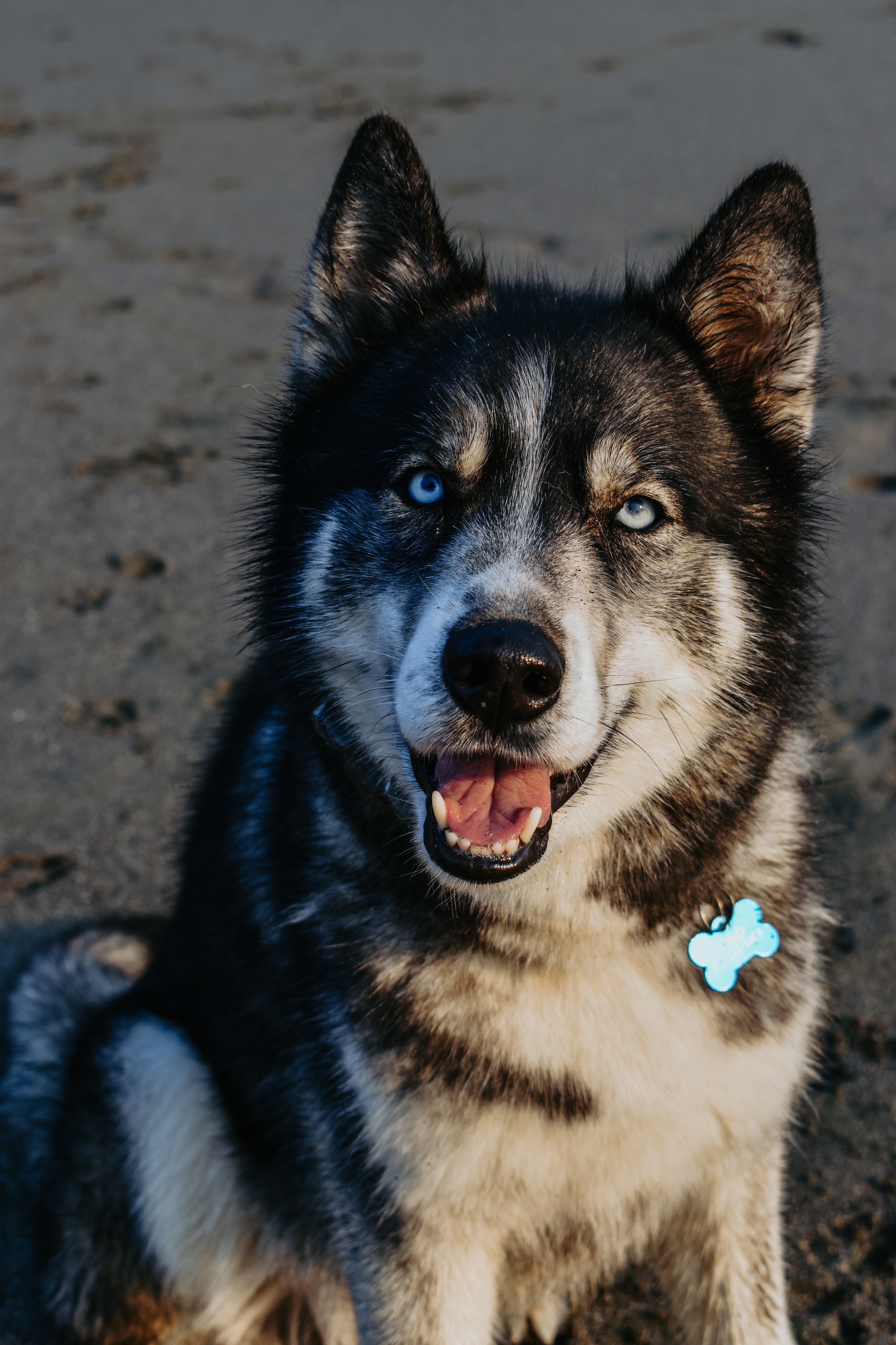 Help Meeko fight for life campaign photo, 6 of 8