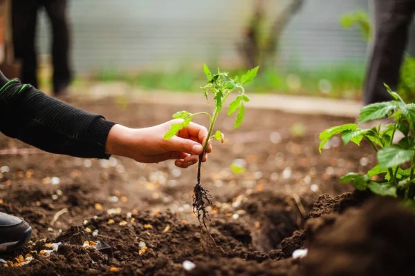 Support KOR Kids' Greenhouse Project campaign photo, 2 of 4