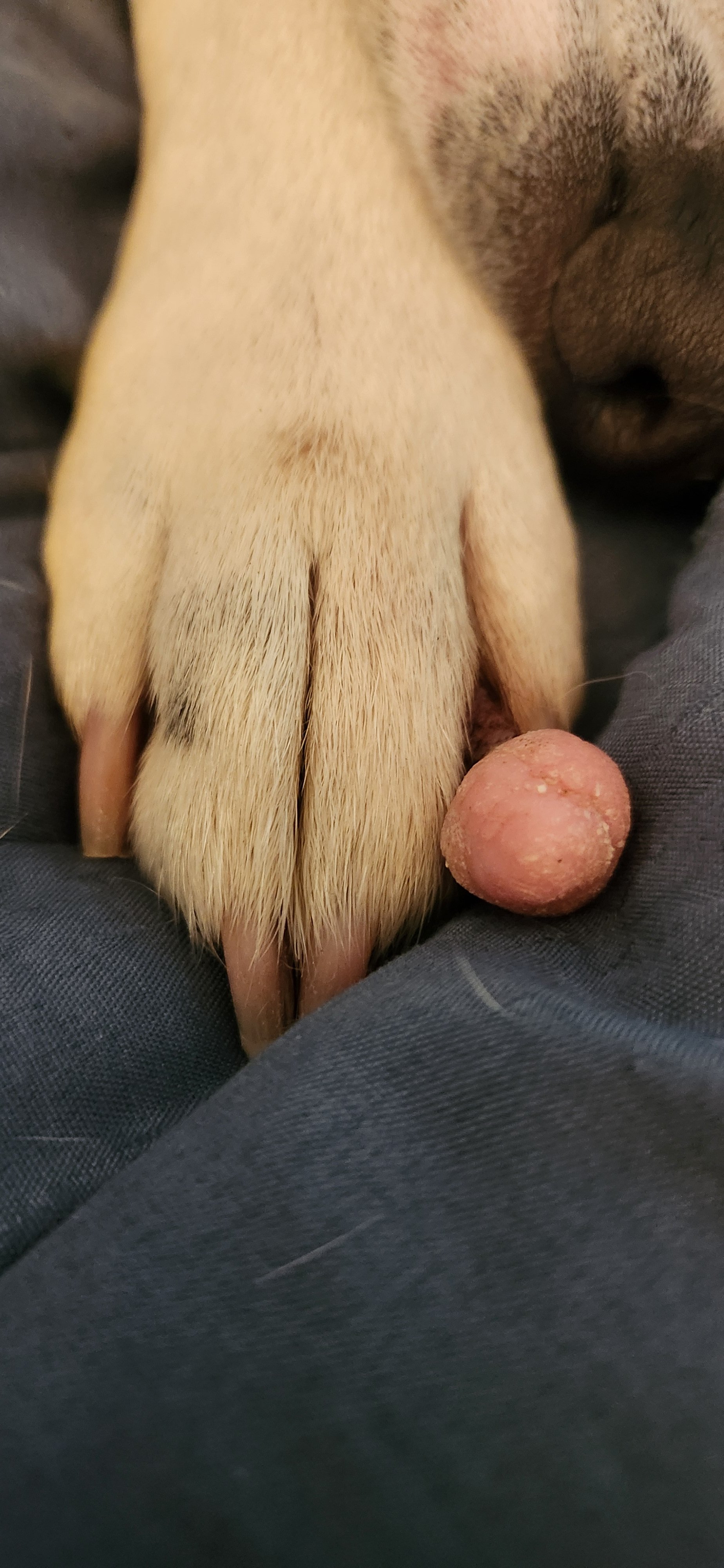Support Dillon's Surgery for a Healthy Paw campaign photo, 2 of 7