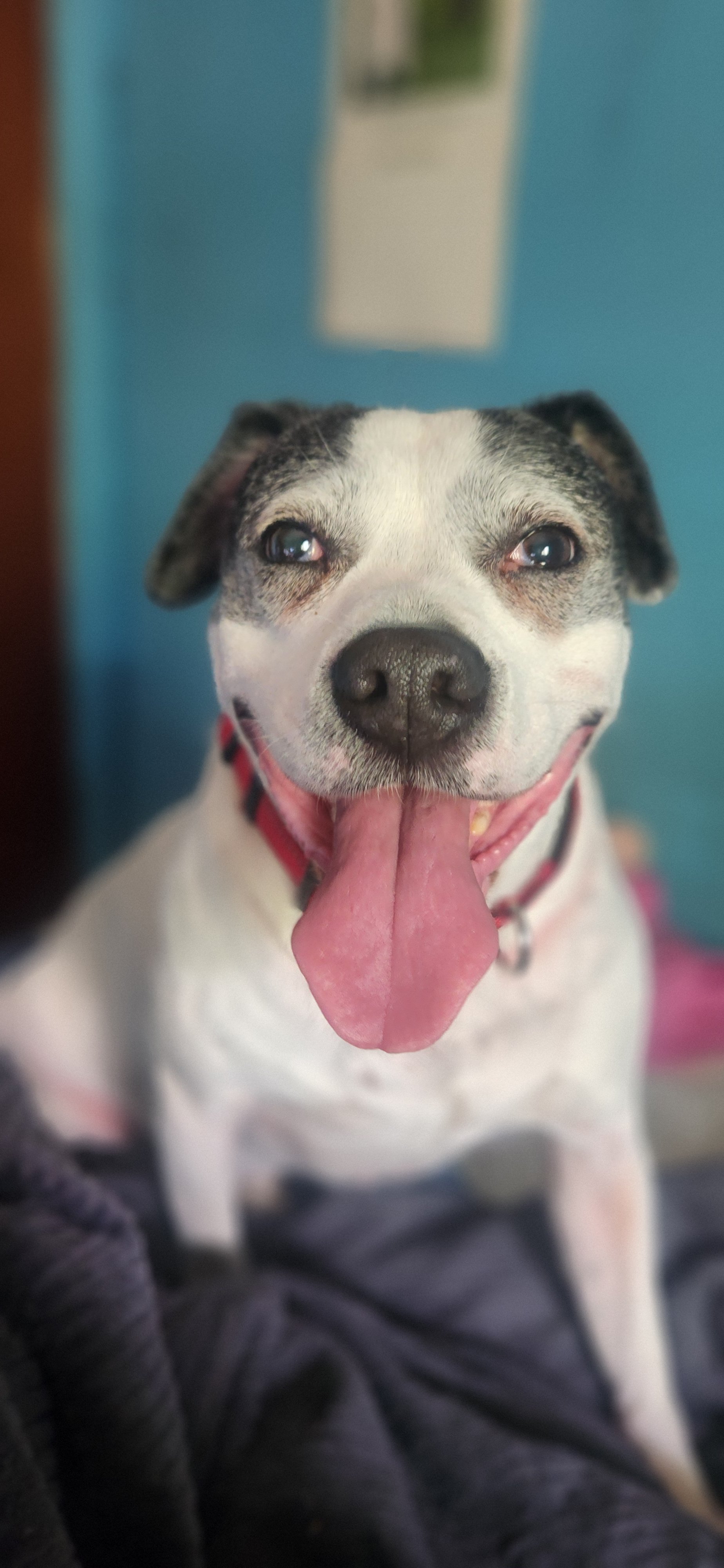 Support Dillon's Surgery for a Healthy Paw campaign photo, 4 of 7