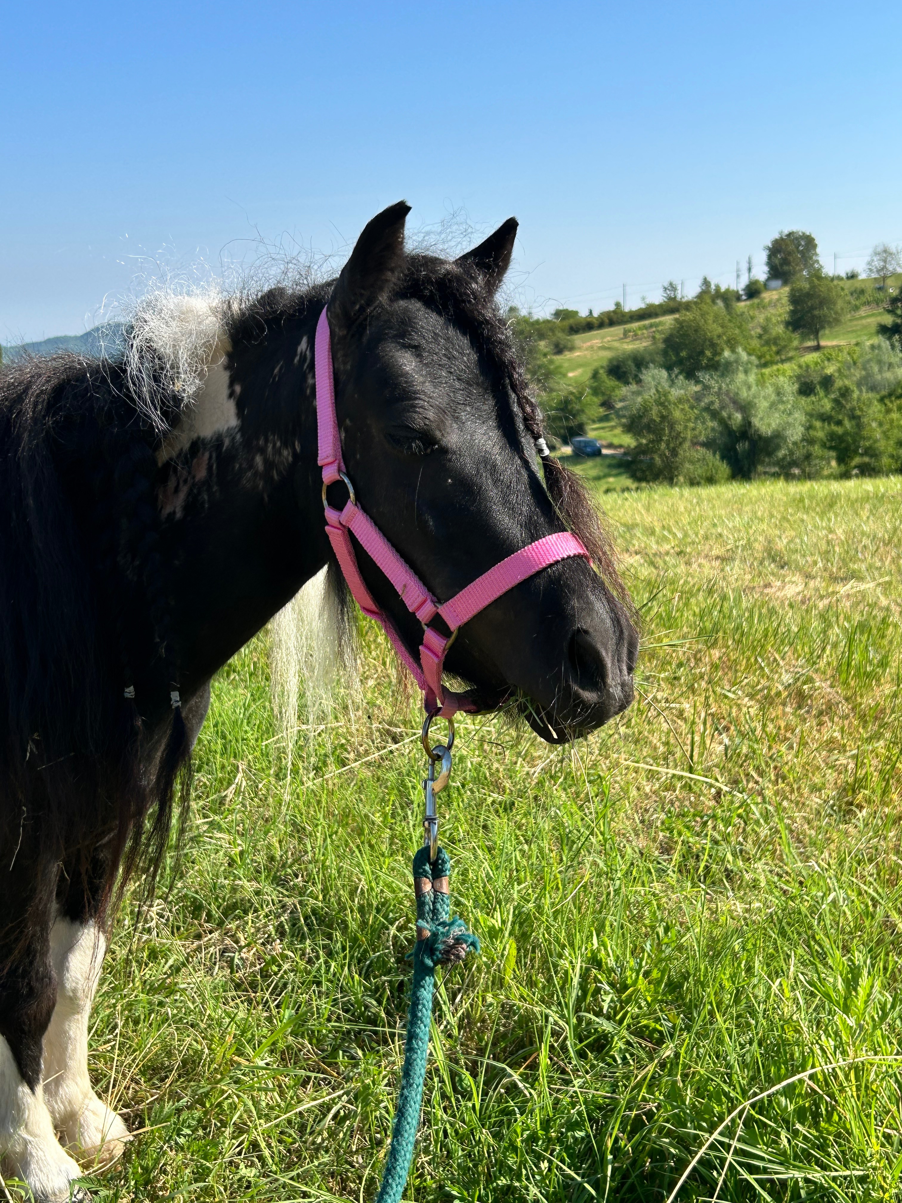 Aiutaci a finire la casetta per i nostri animali campaign photo, 4 of 5