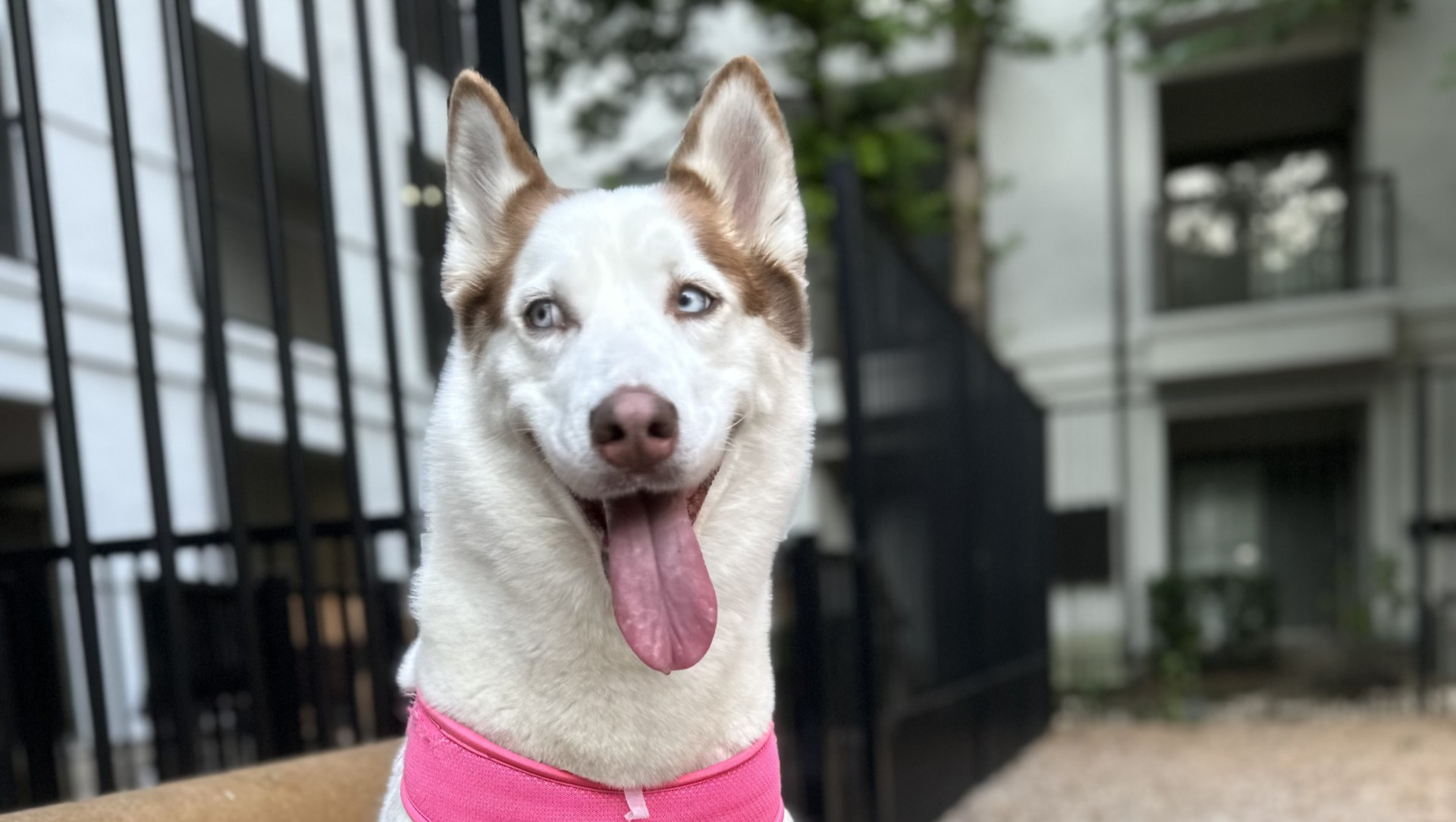 Support Chloe's Cancer Treatment