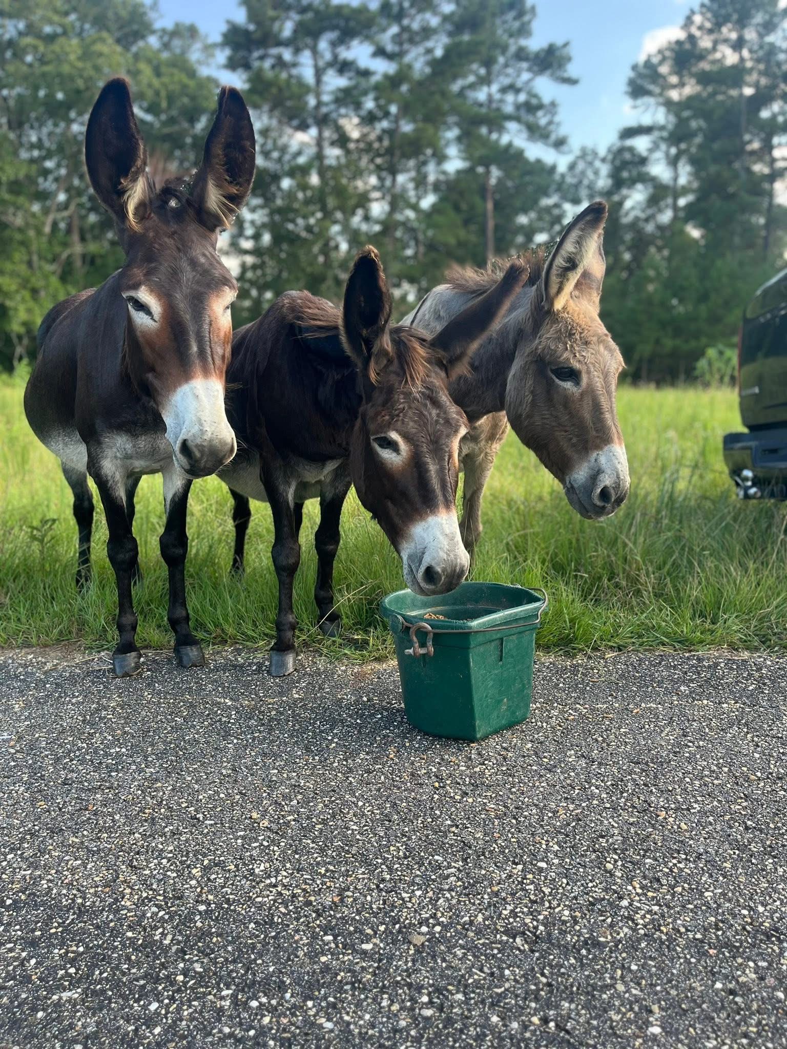 Donkeys in need campaign photo, 7 of 7