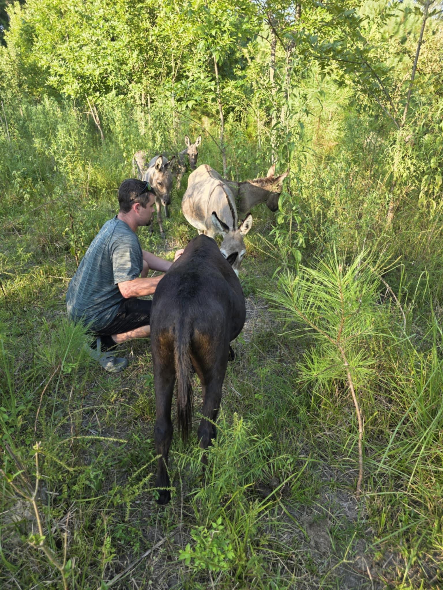 Donkeys in need campaign photo, 2 of 7