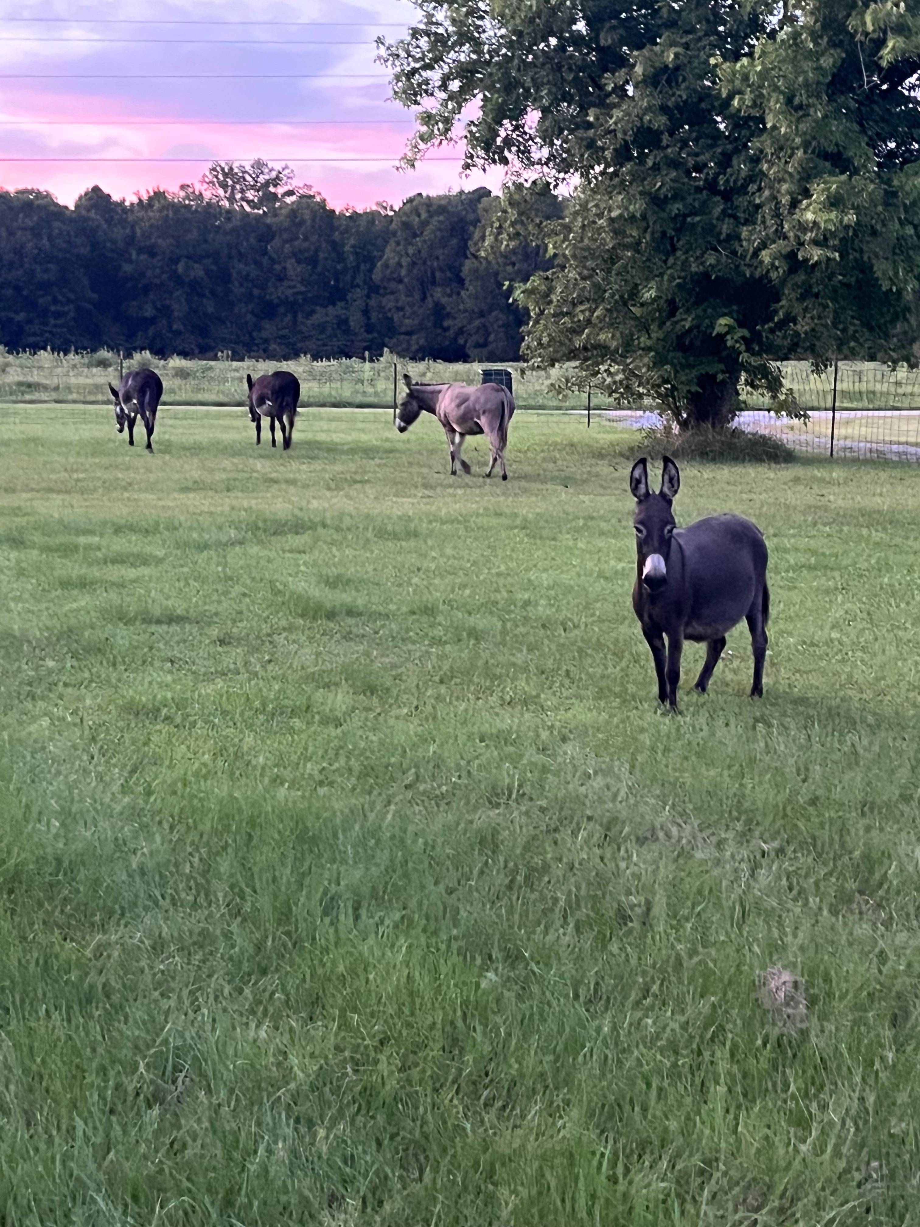 Donkeys in need campaign photo, 5 of 7