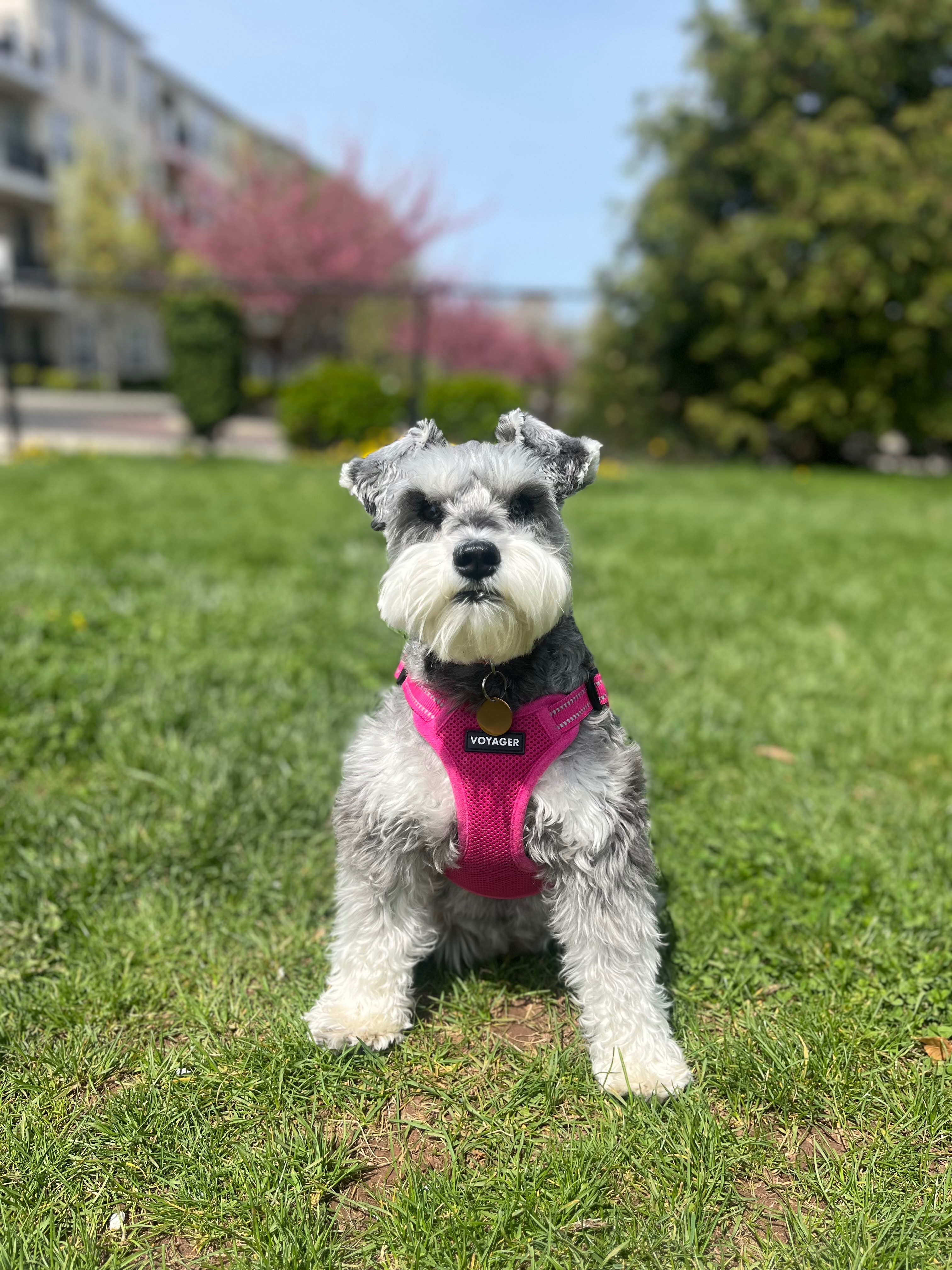Help Rosie Fight Against Pancreatitis campaign photo, 6 of 6