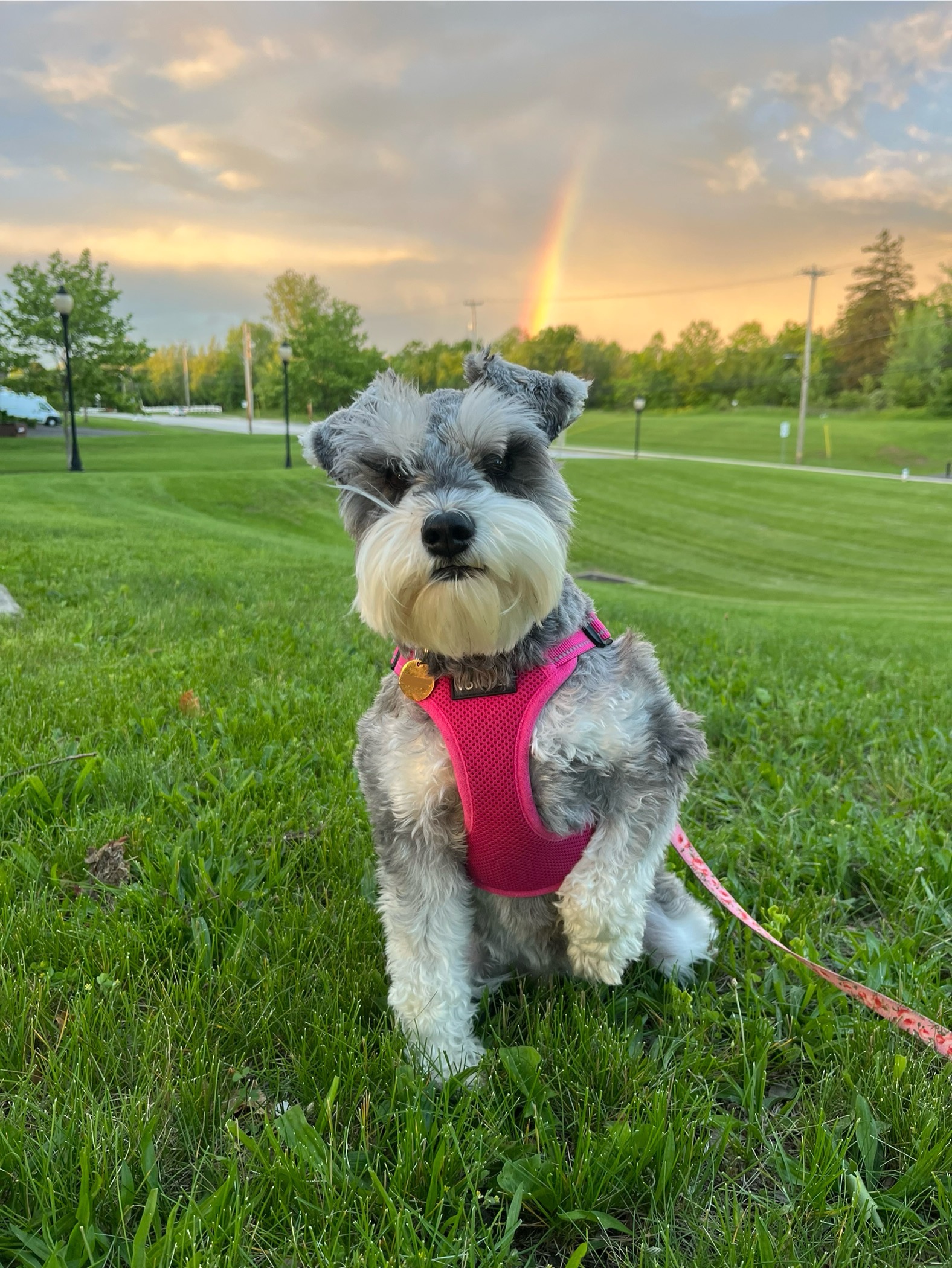 Help Rosie Fight Against Pancreatitis campaign photo, 2 of 6