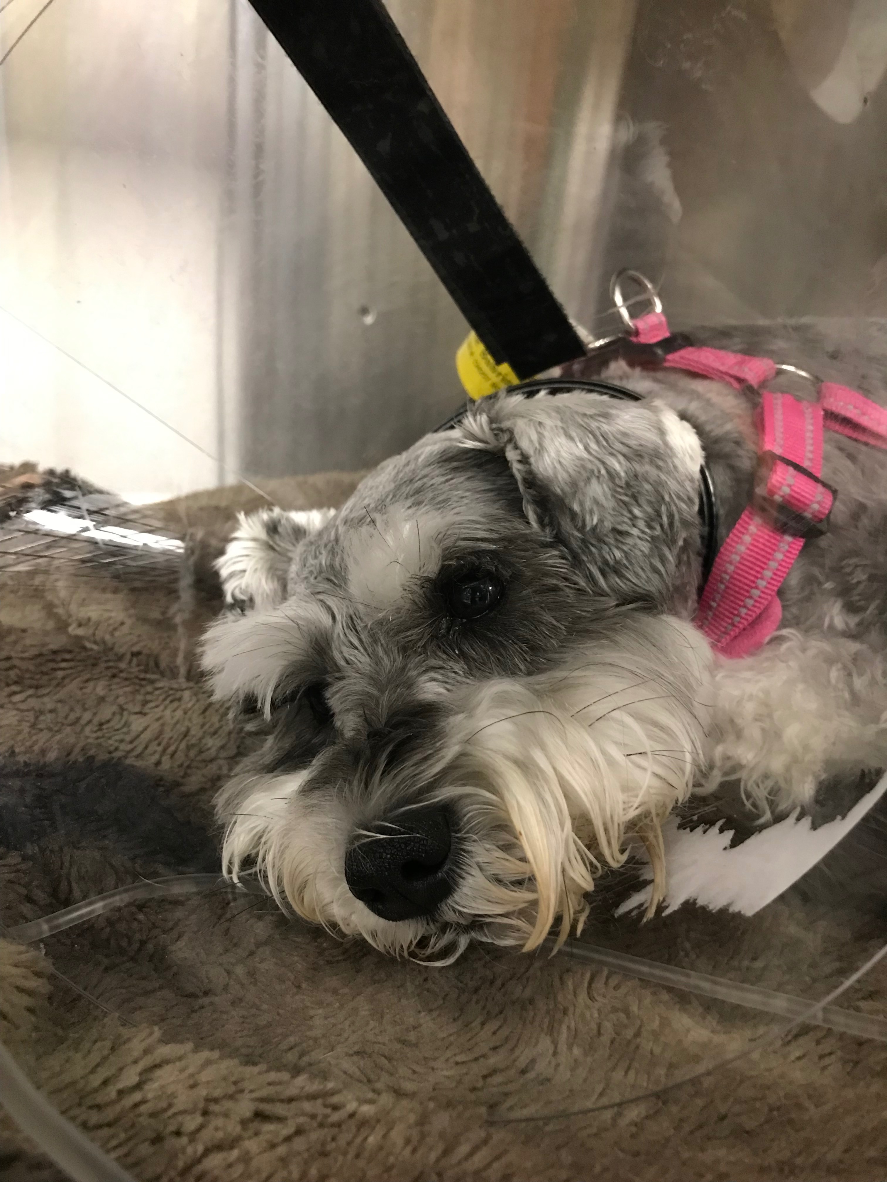 Help Rosie Fight Against Pancreatitis campaign photo, 5 of 6