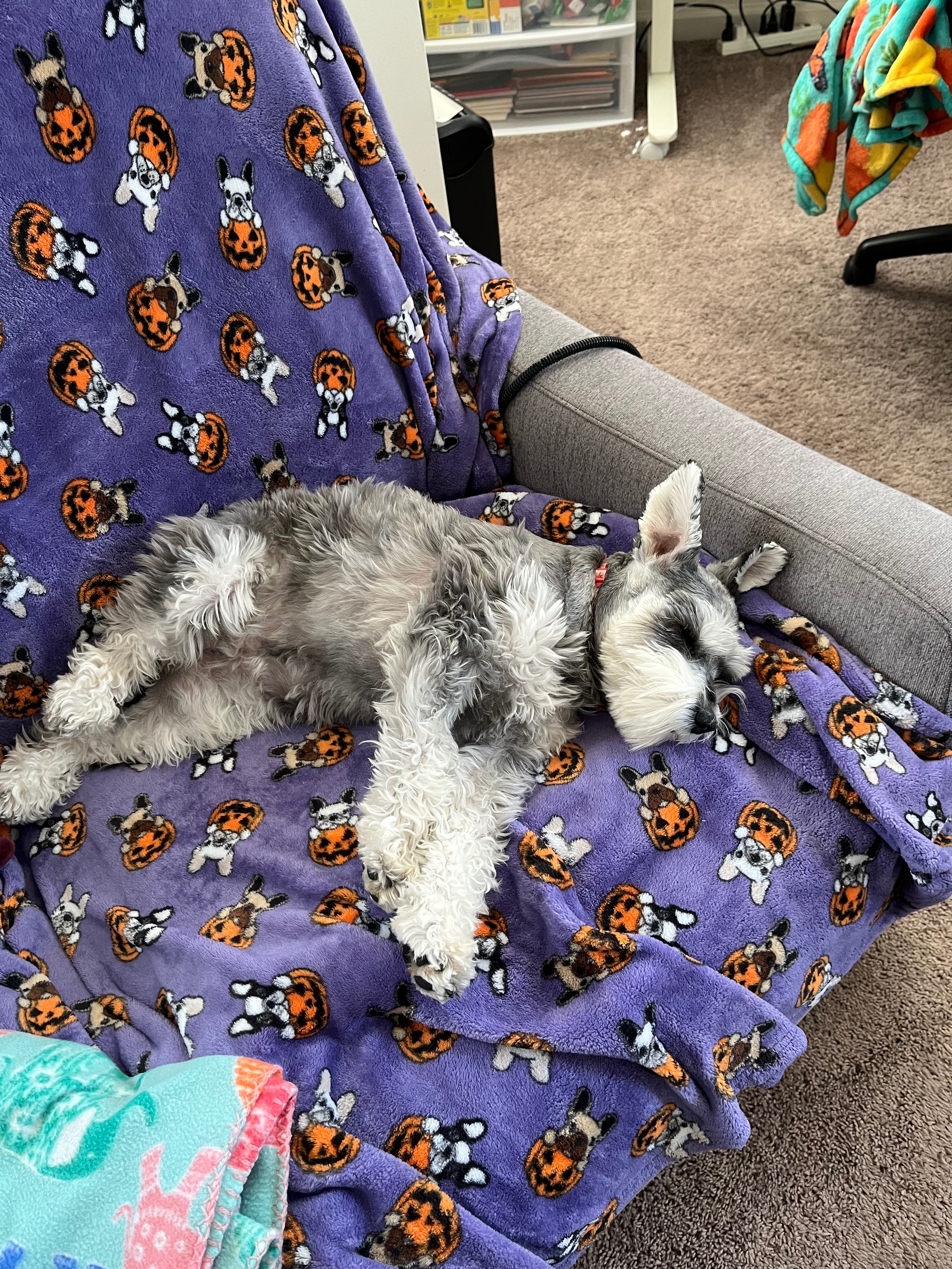 Help Rosie Fight Against Pancreatitis campaign photo, 4 of 6