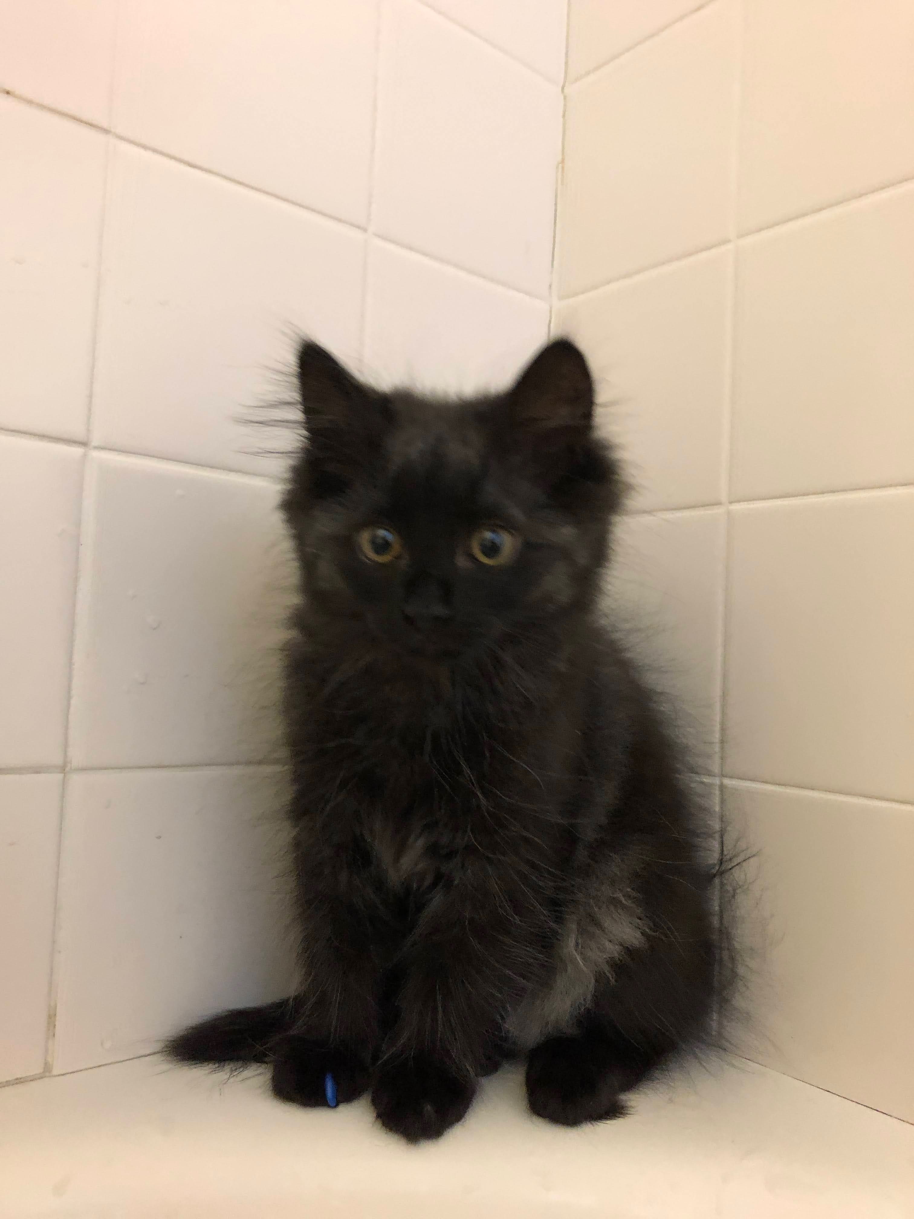 Help Company Get Life-Saving Surgery campaign photo, 2 of 7