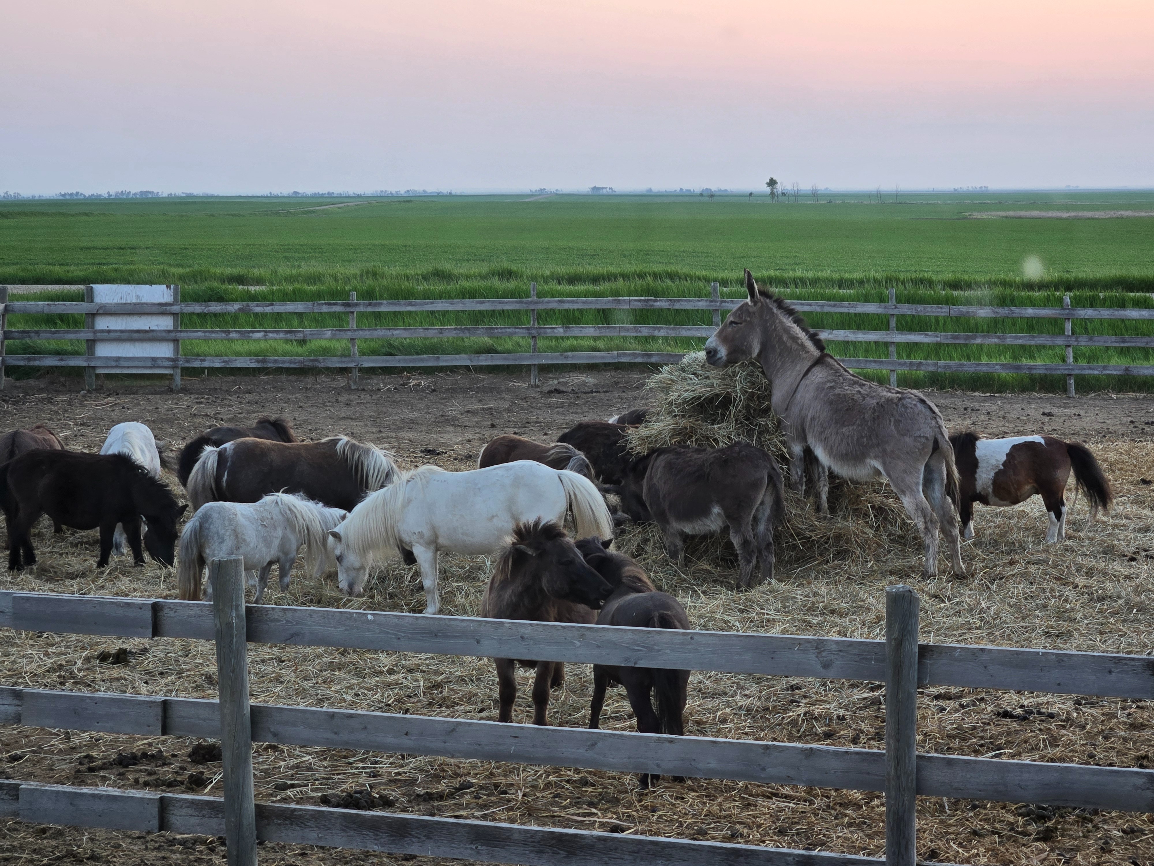 Help the littles with vet bills and feed campaign photo, 2 of 4