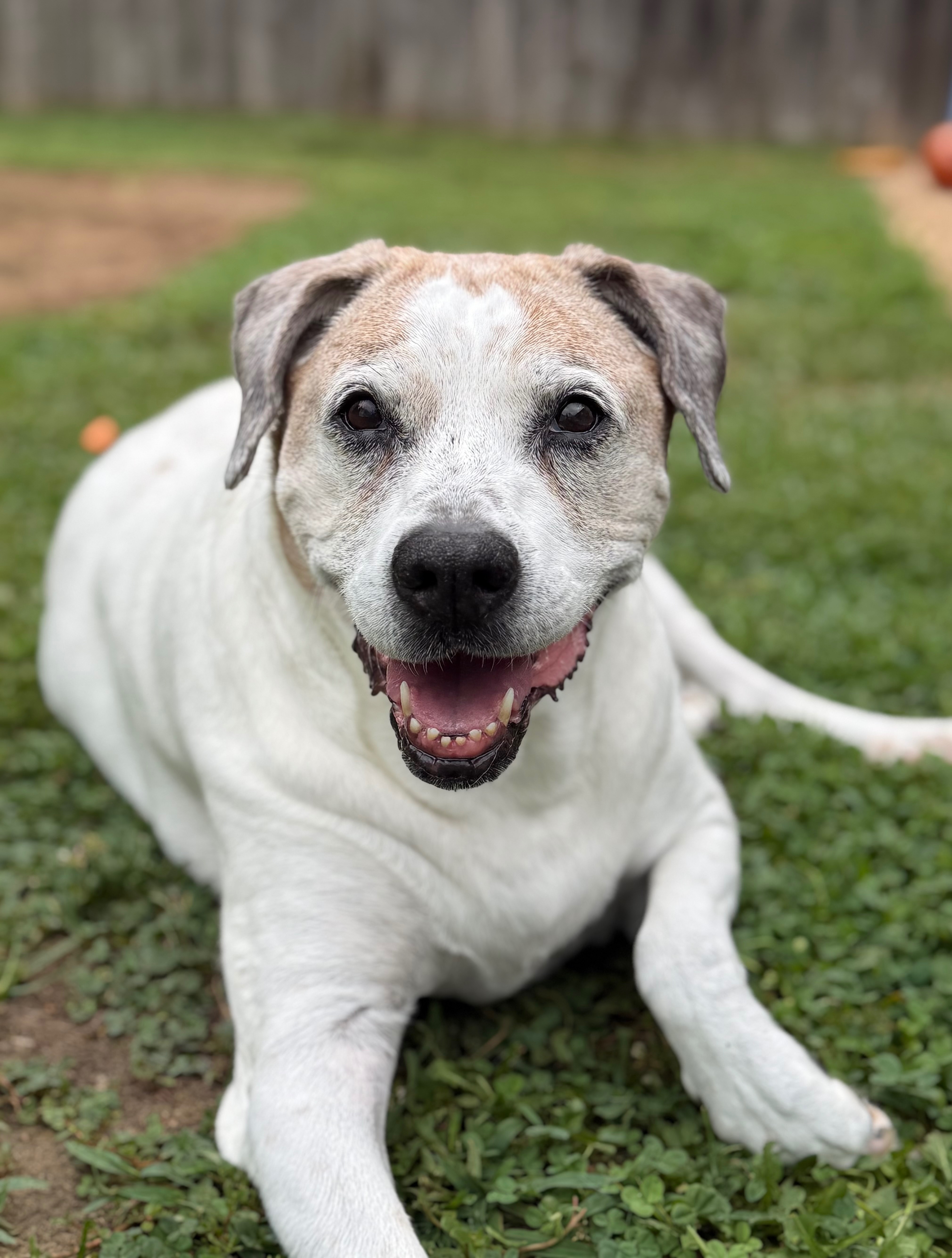 Support Cupid's Tumor Removal Surgery campaign photo, 2 of 4