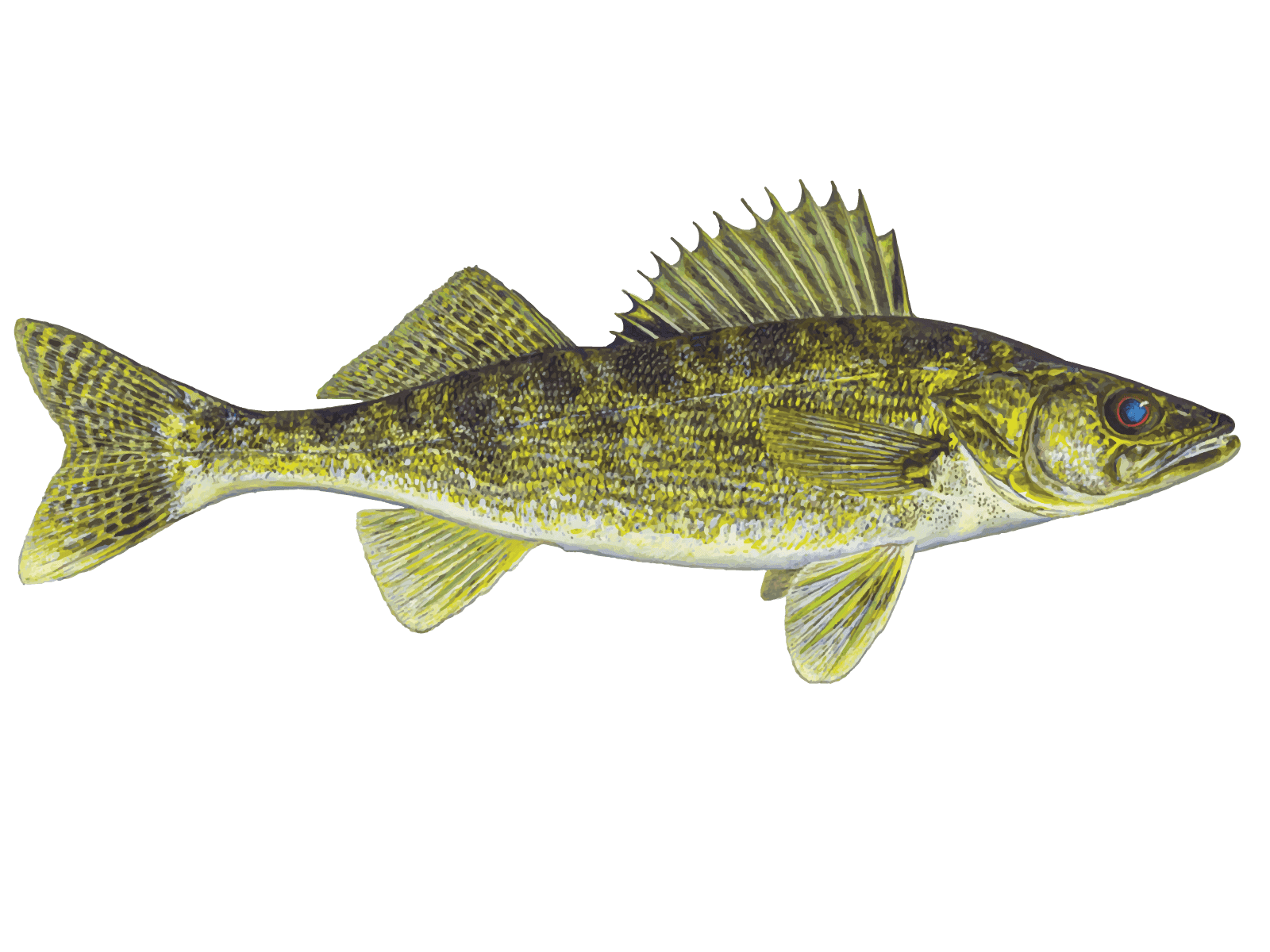 2025 Leavitt Lake Walleye Stocking campaign photo, 2 of 4