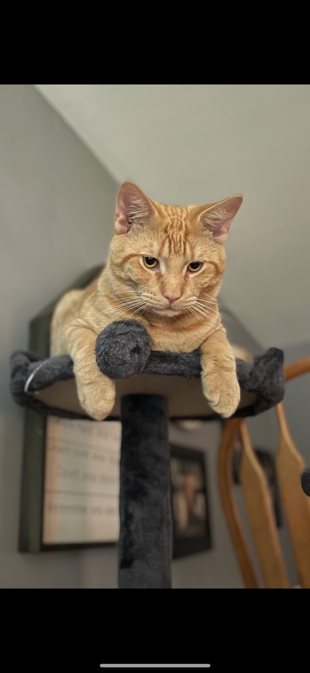 Save Jesse: Urgent Surgery Needed campaign photo, 2 of 5