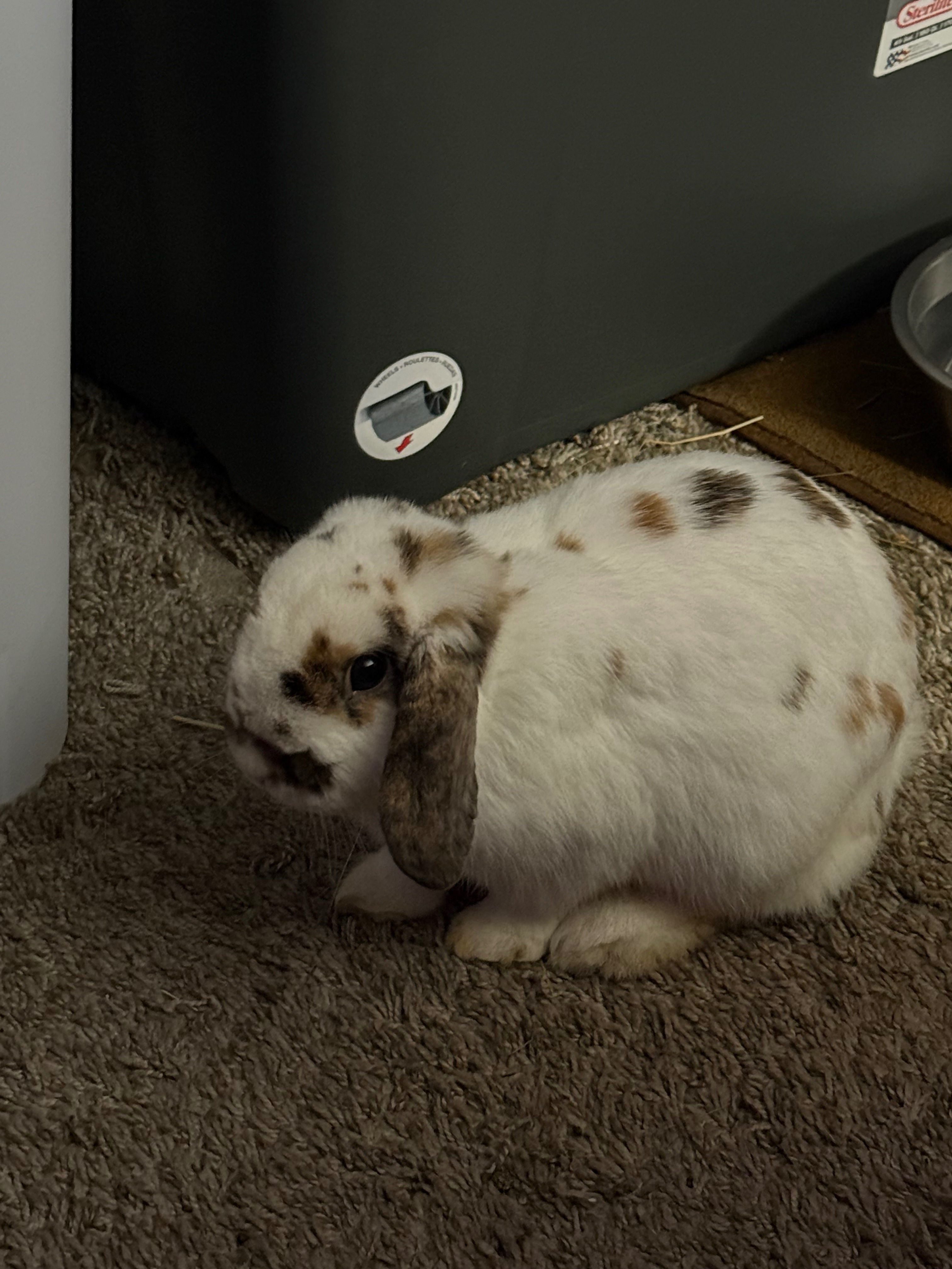 Assistance with My Bunny’s End-of-Life Expenses campaign photo, 2 of 4