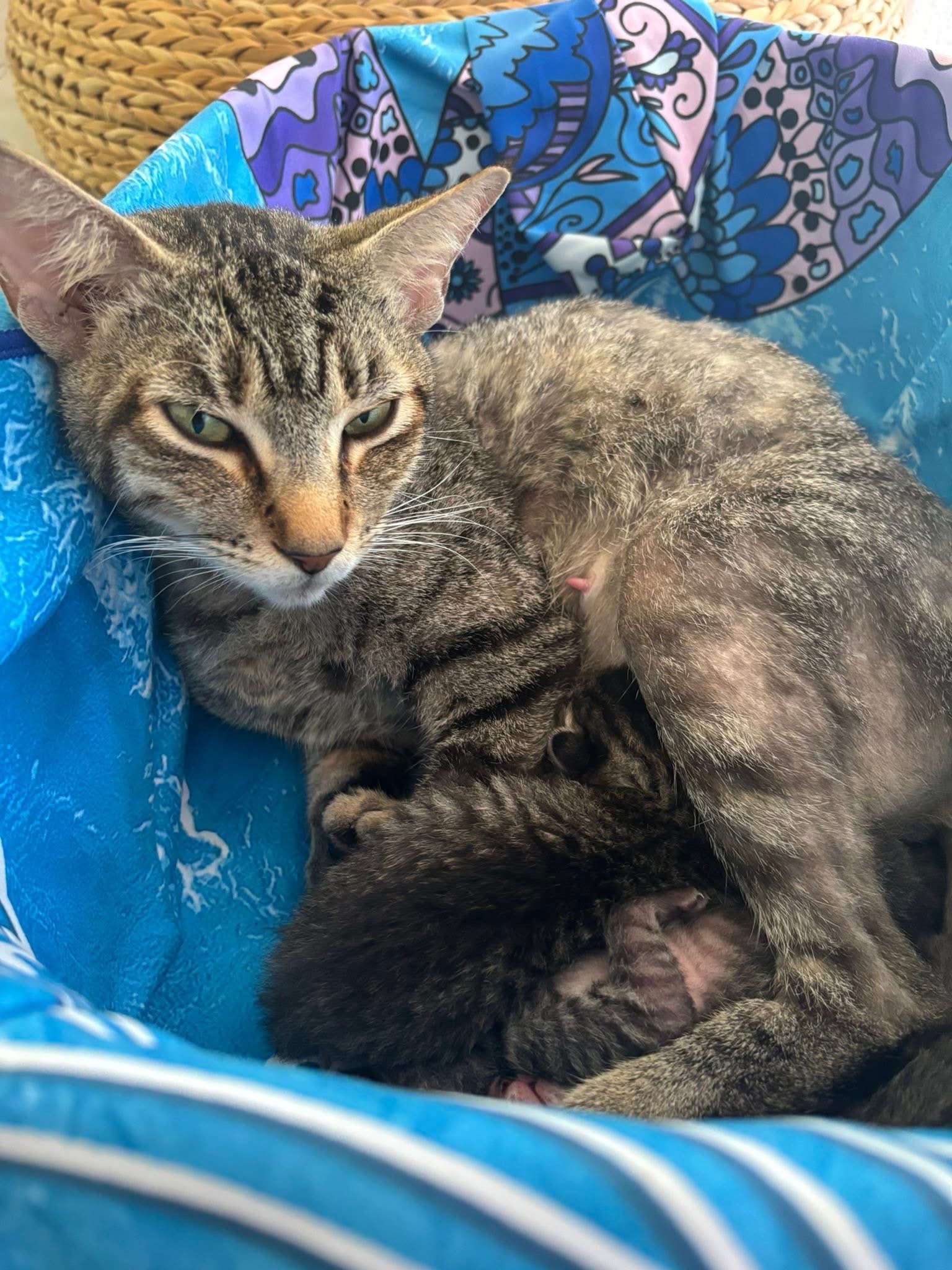 Bring Mama and Kittens to Safety and Love campaign photo, 7 of 8