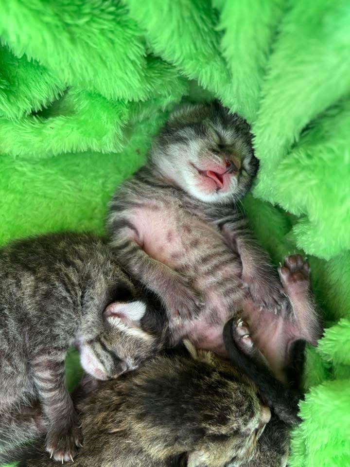 Bring Mama and Kittens to Safety and Love campaign photo, 4 of 8