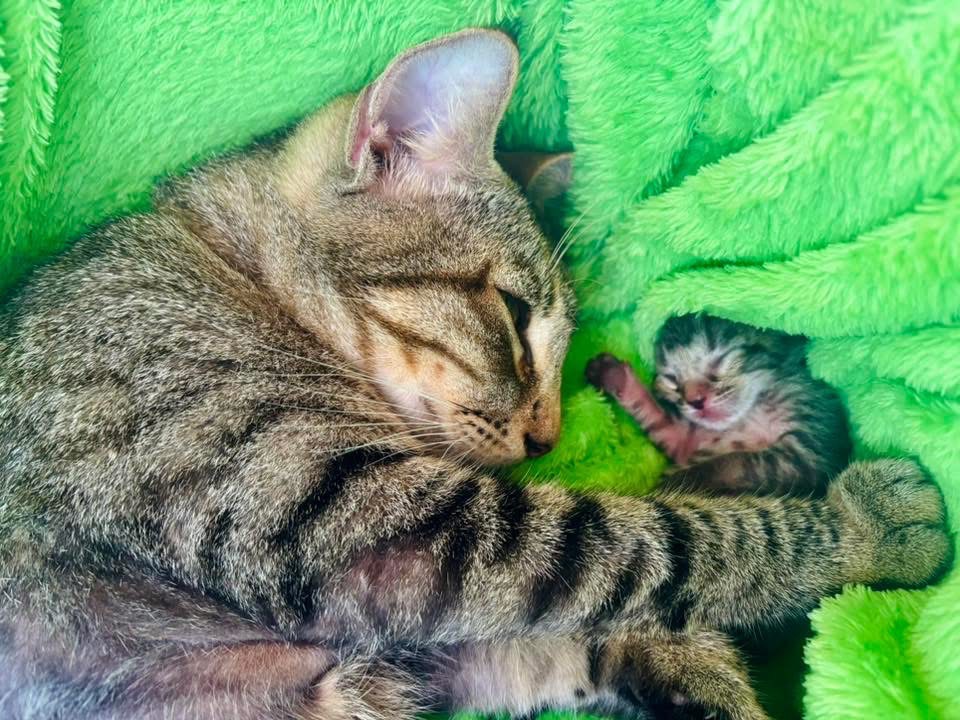 Bring Mama and Kittens to Safety and Love campaign photo, 6 of 8