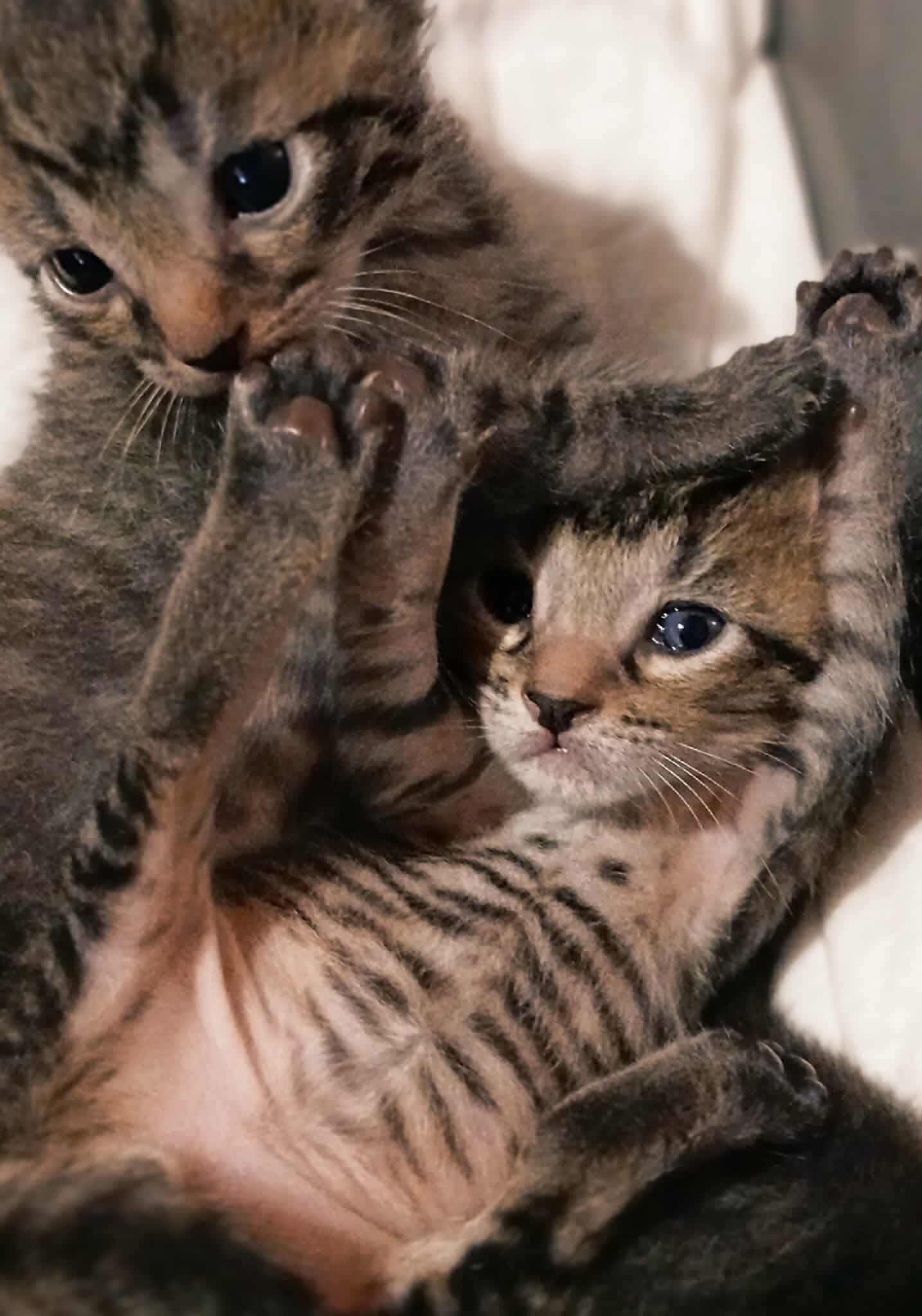 Bring Mama and Kittens to Safety and Love campaign photo, 5 of 8