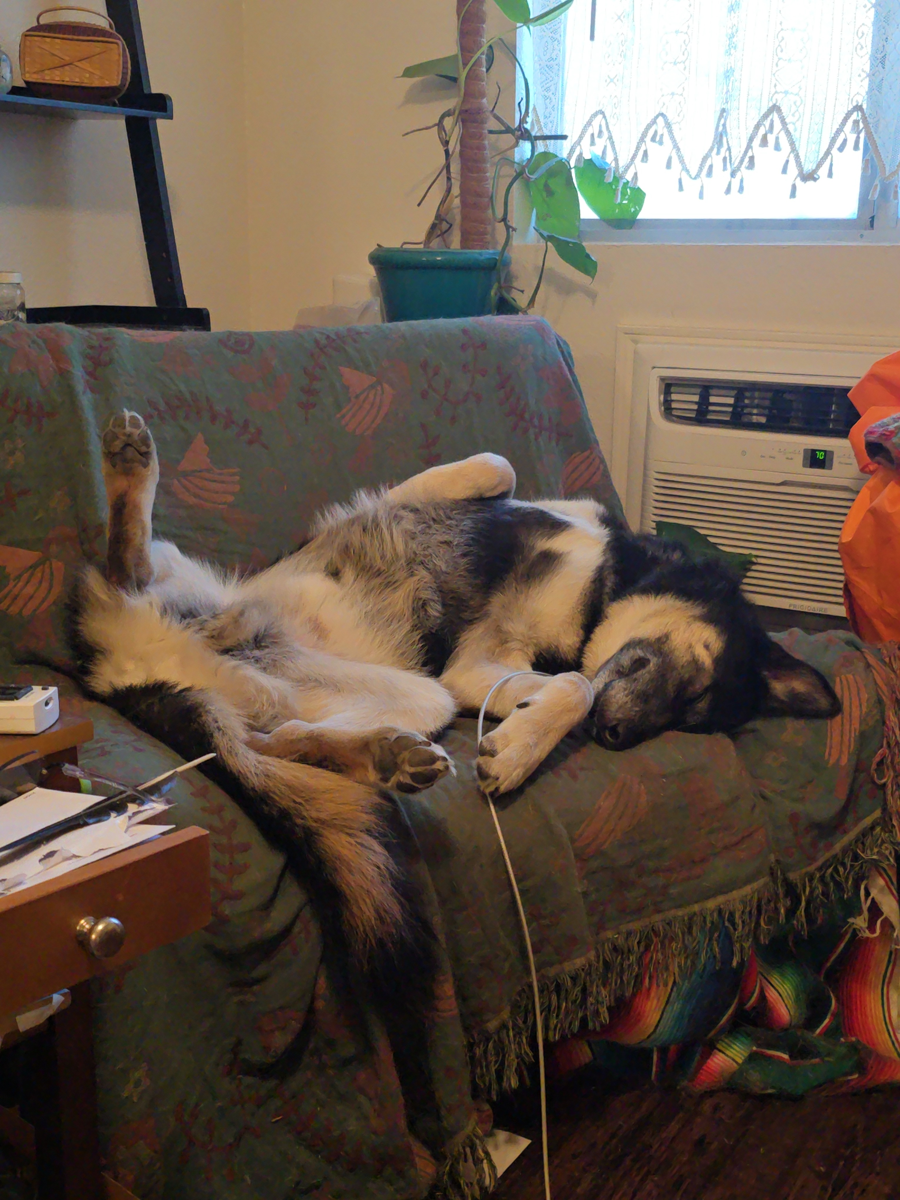 Help Robyn Train Her Dog To Be a Medical Alert Dog campaign photo, 4 of 5