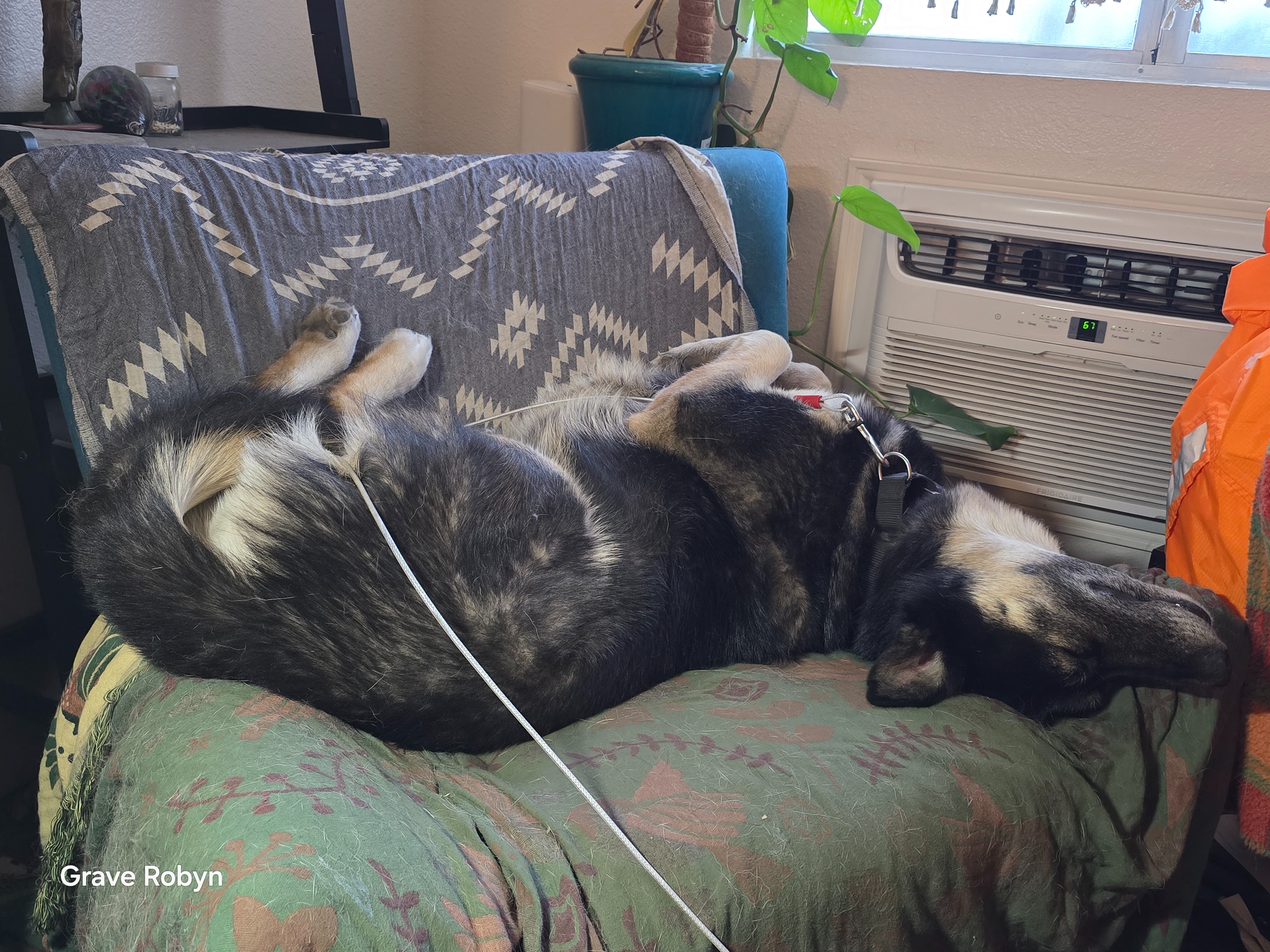 Help Robyn Train Her Dog To Be a Medical Alert Dog campaign photo, 2 of 5
