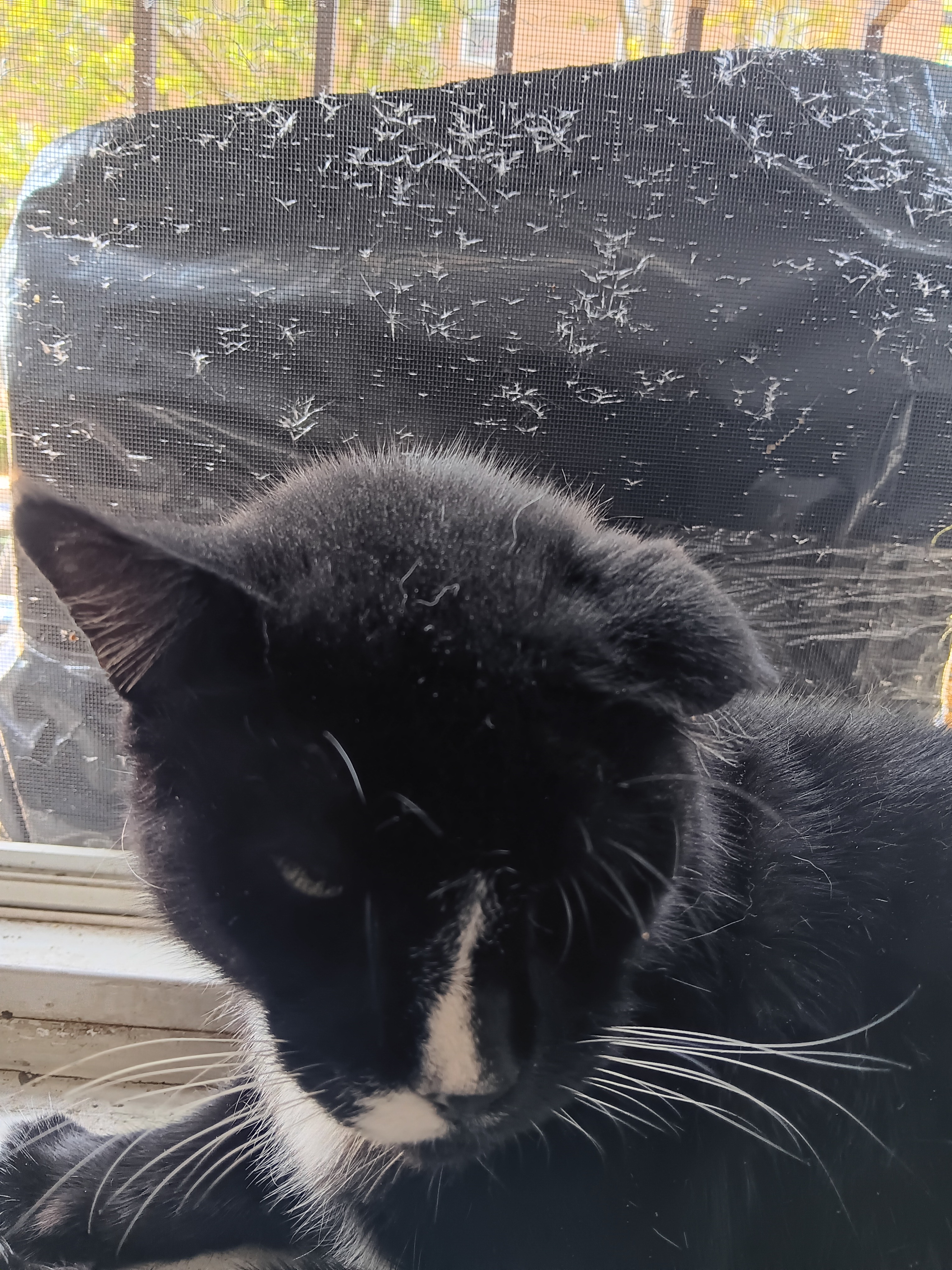 Scaredy's Ear Needs Your Kindness campaign photo, 4 of 5
