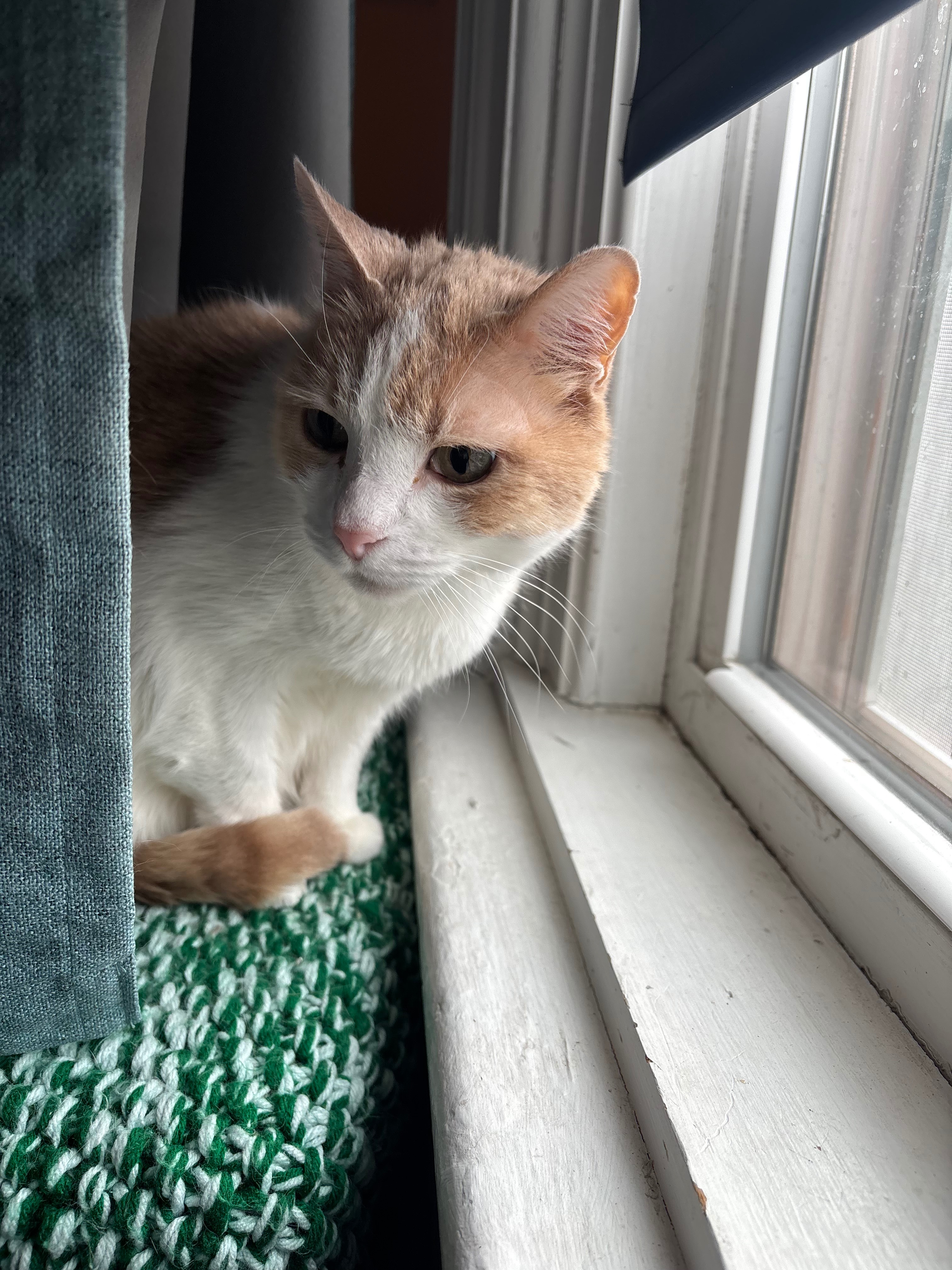 Help Finnigan Get Crucial Ultrasound campaign photo, 4 of 5