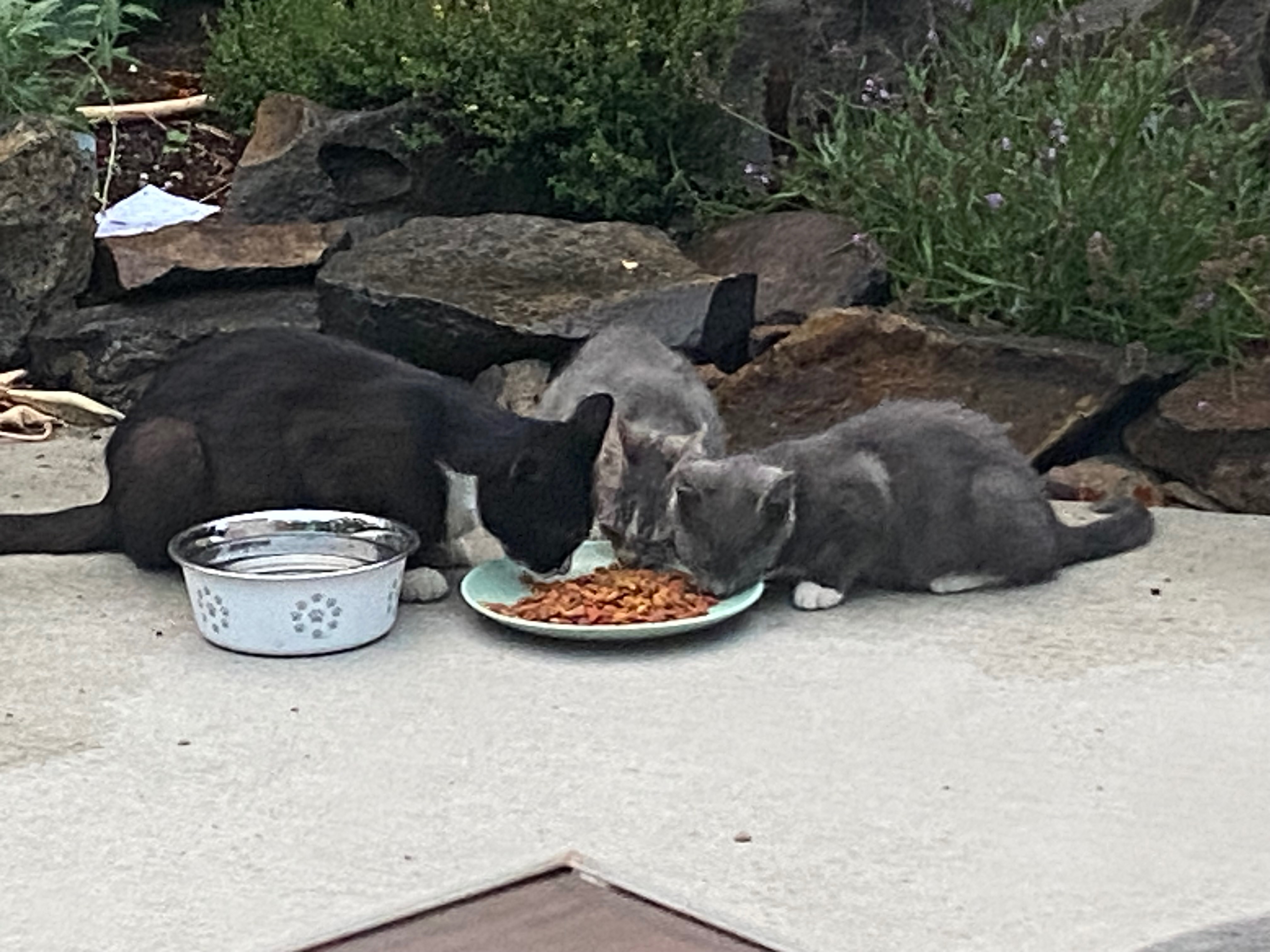 Make a good life for a community cat family campaign photo, 6 of 7