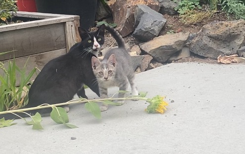 Make a good life for a community cat family campaign photo, 4 of 7