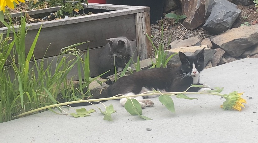 Make a good life for a community cat family campaign photo, 5 of 7
