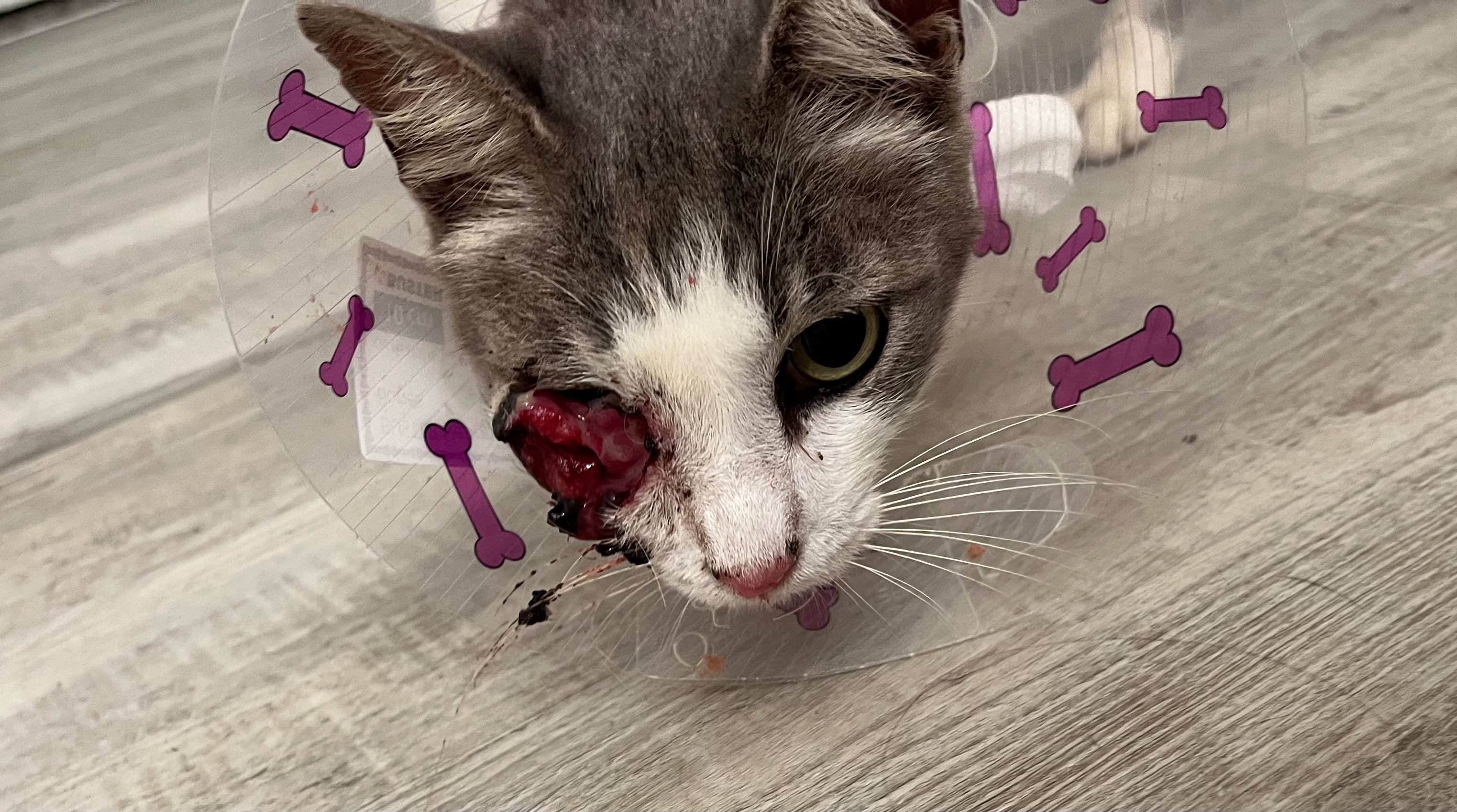Donate to Save This Cat's Life campaign photo, 5 of 6