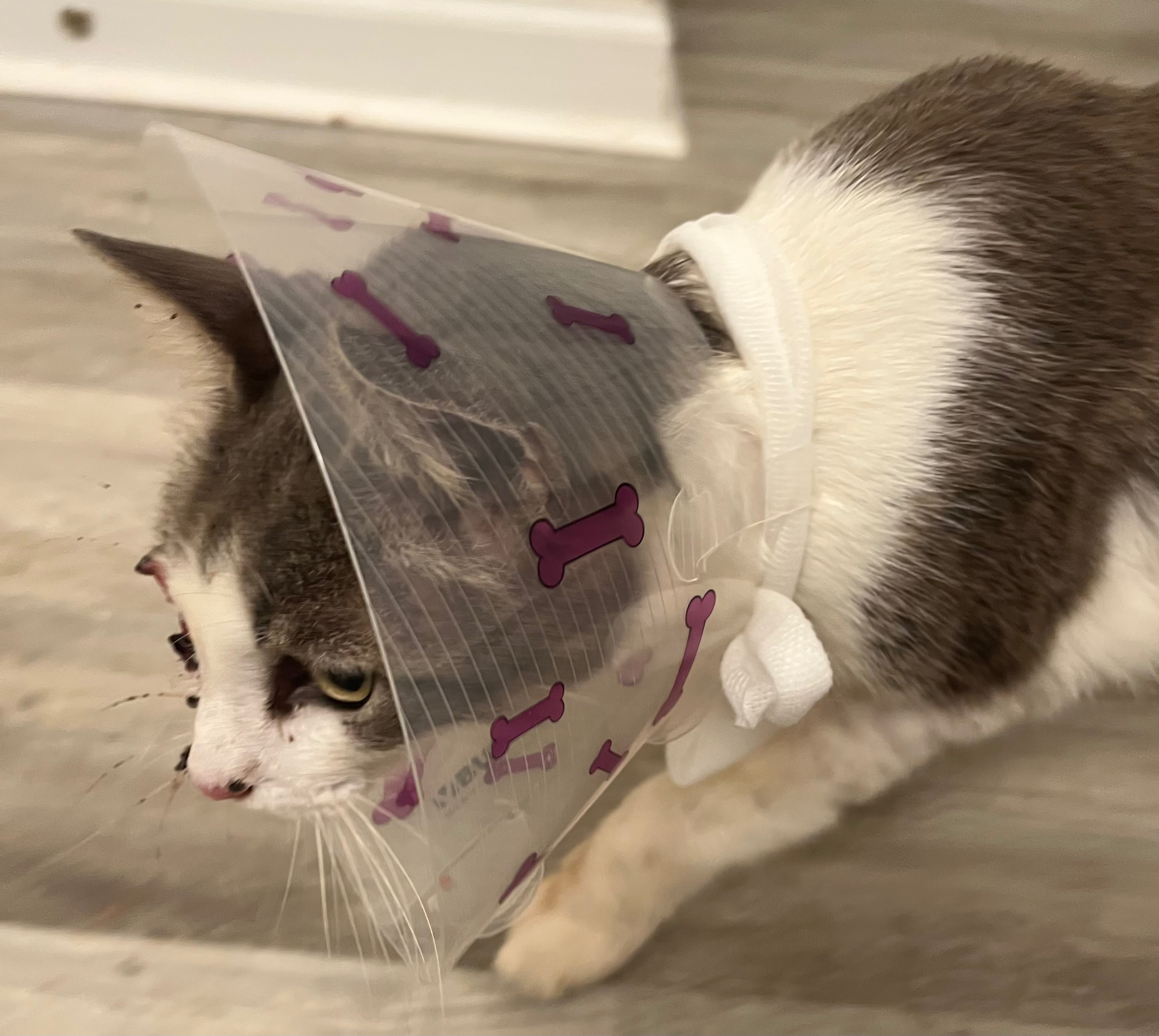 Donate to Save This Cat's Life campaign photo, 2 of 6