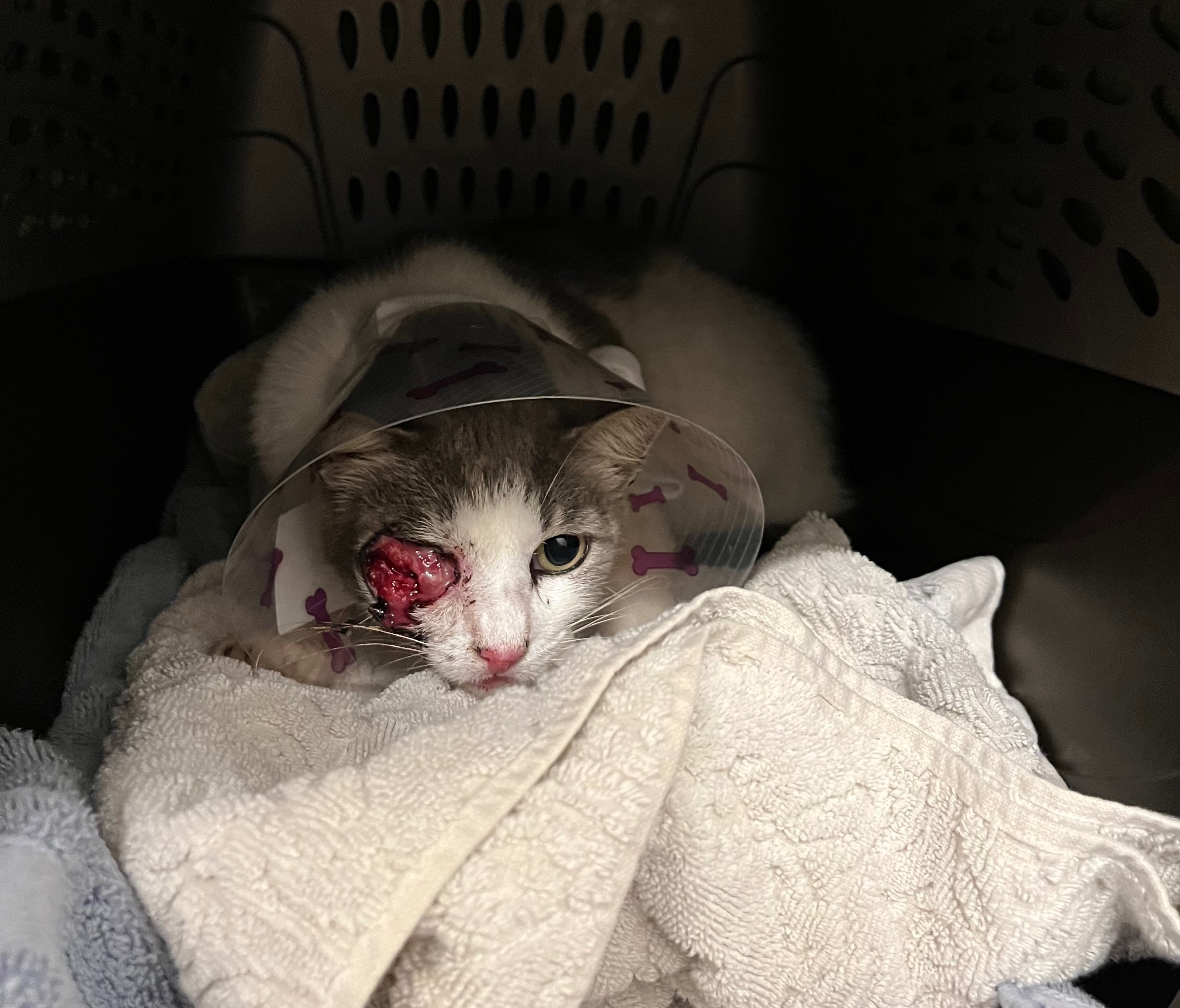 Donate to Save This Cat's Life campaign photo, 4 of 6
