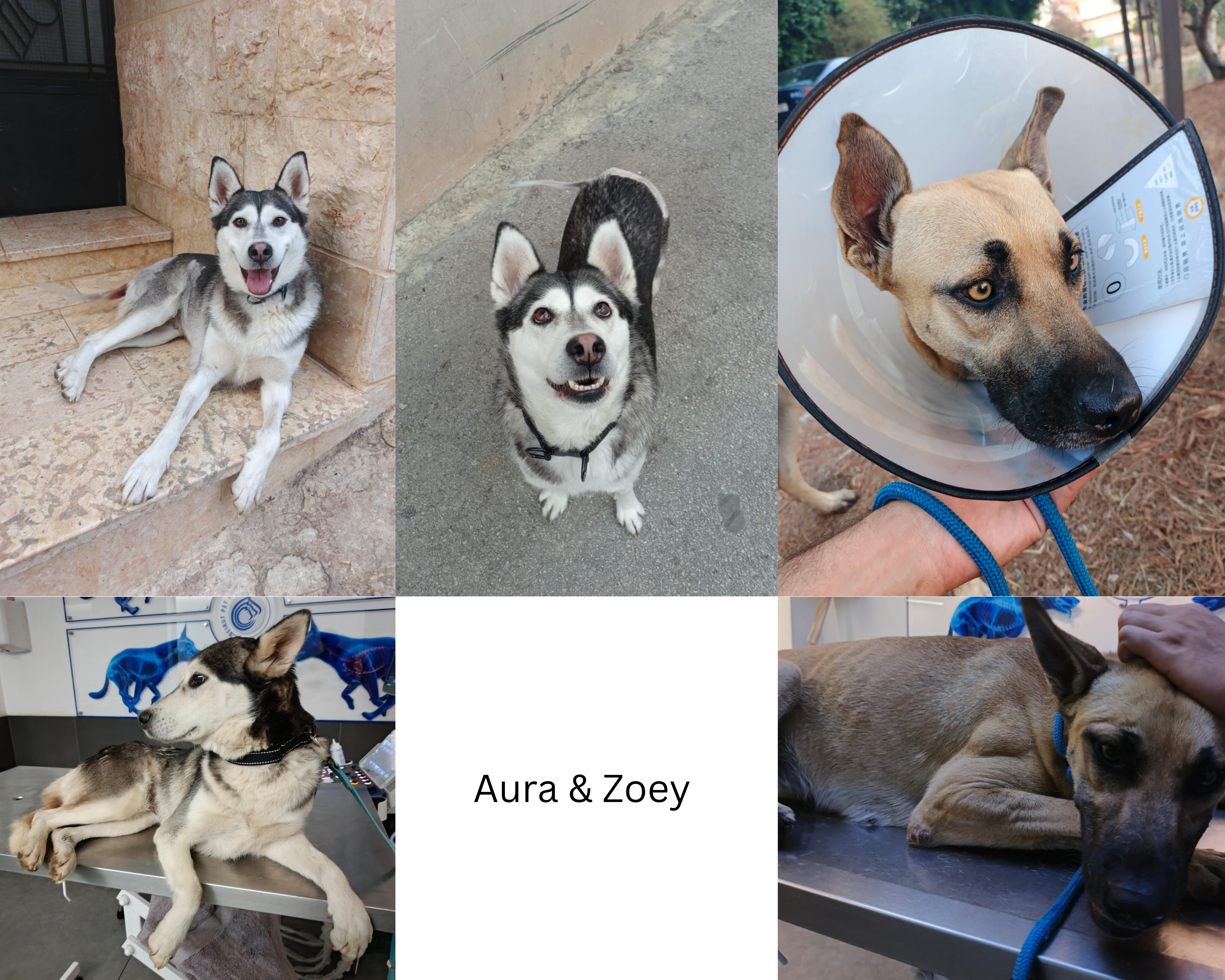 From Survival to Safe Homes: Supporting Rescue Dogs & Cats campaign photo, 7 of 8