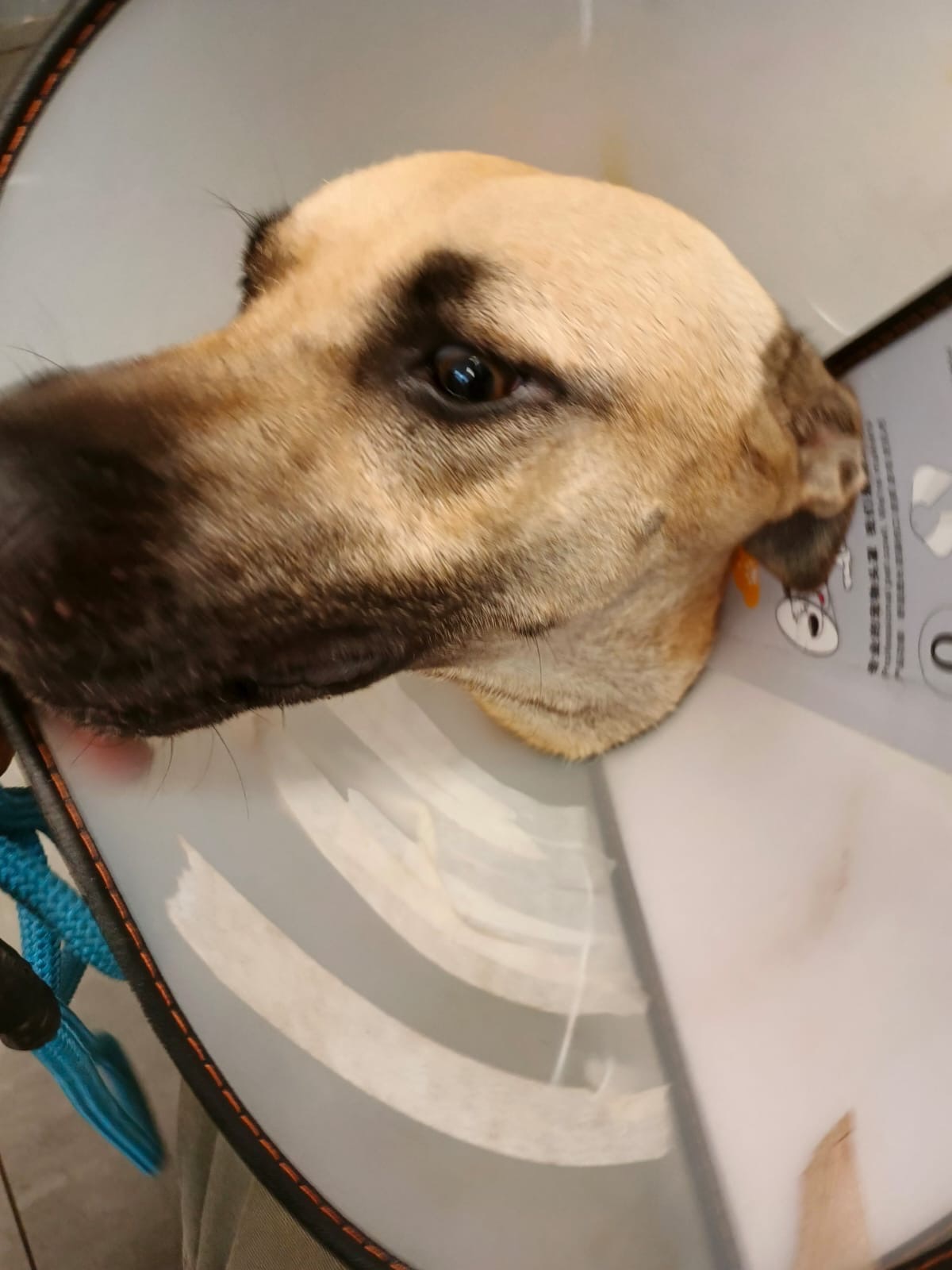 From Survival to Safe Homes: Supporting Rescue Dogs & Cats campaign photo, 4 of 8