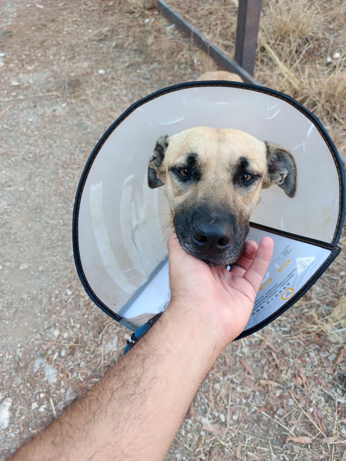 From Survival to Safe Homes: Supporting Rescue Dogs & Cats campaign photo, 5 of 8