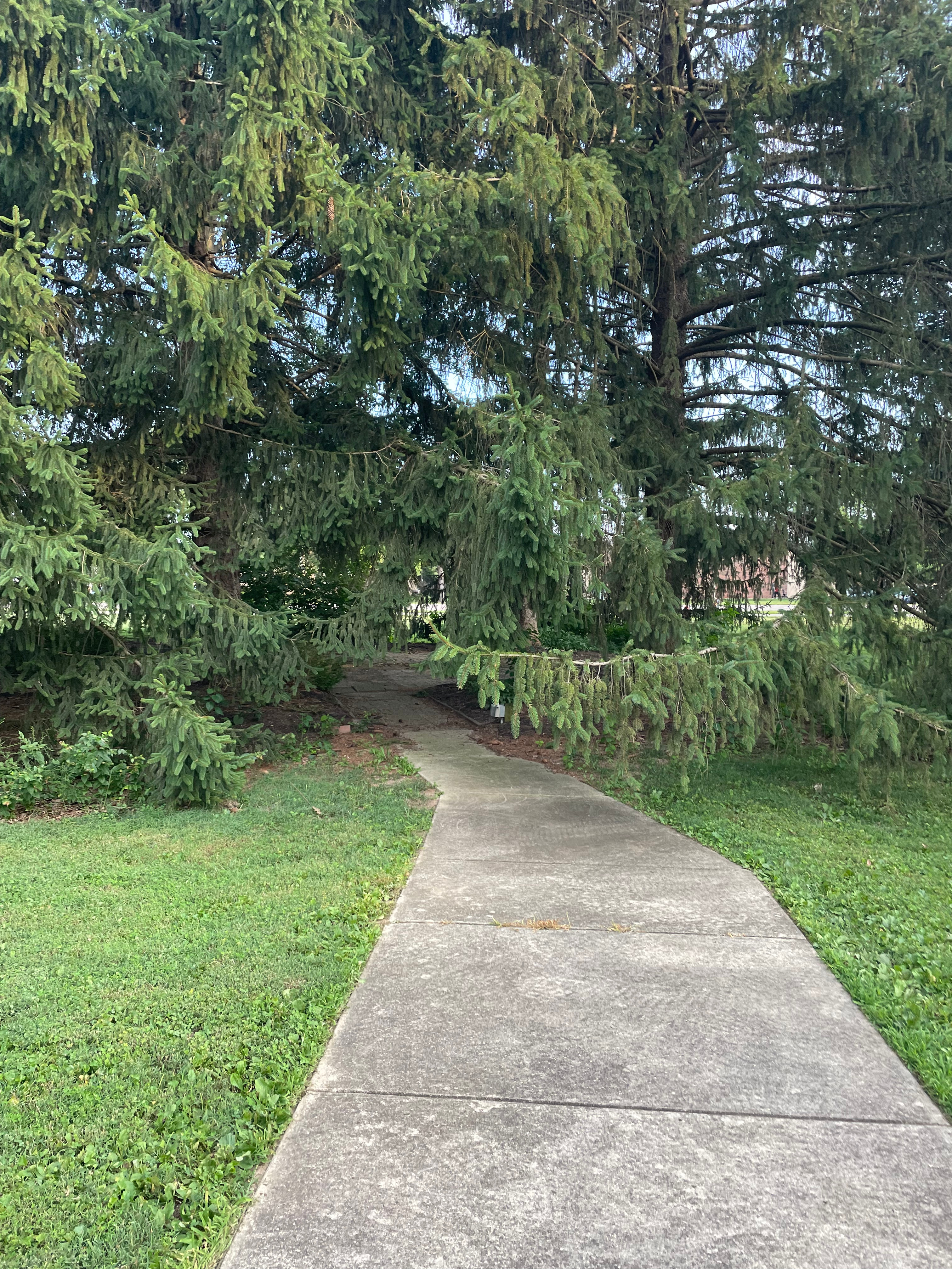Improving Fairlawn Presbyterian Church's Meditation Garden campaign photo, 4 of 6