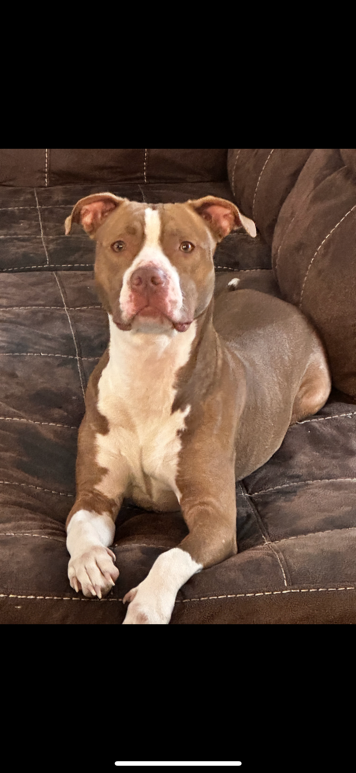 Help Hazel Heal After Accident campaign photo, 2 of 8