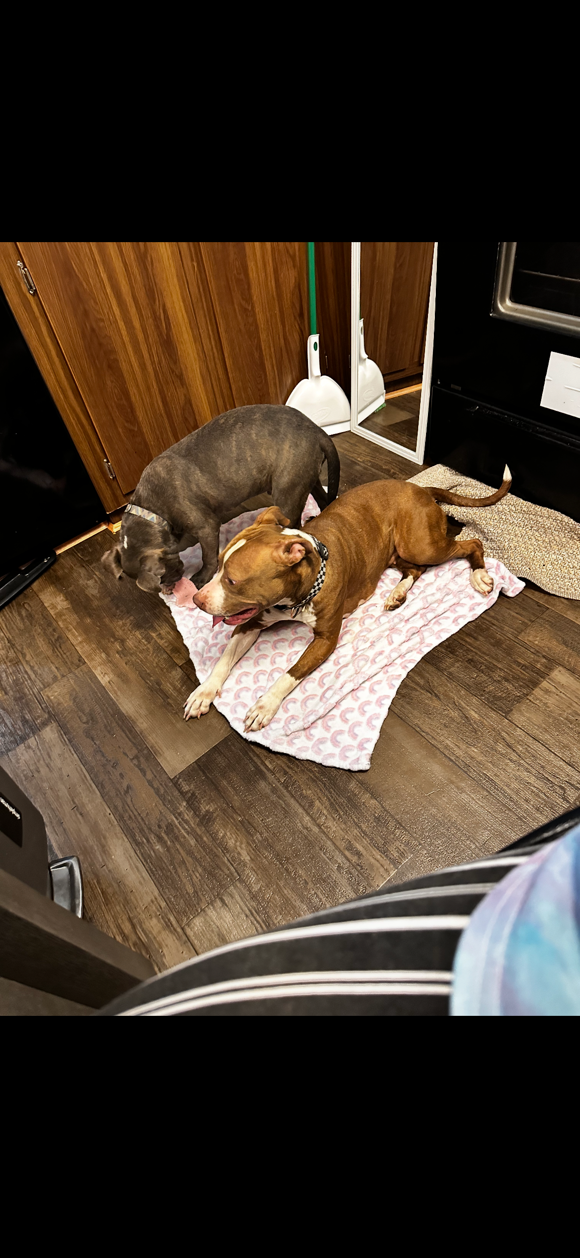 Help Hazel Heal After Accident campaign photo, 4 of 8