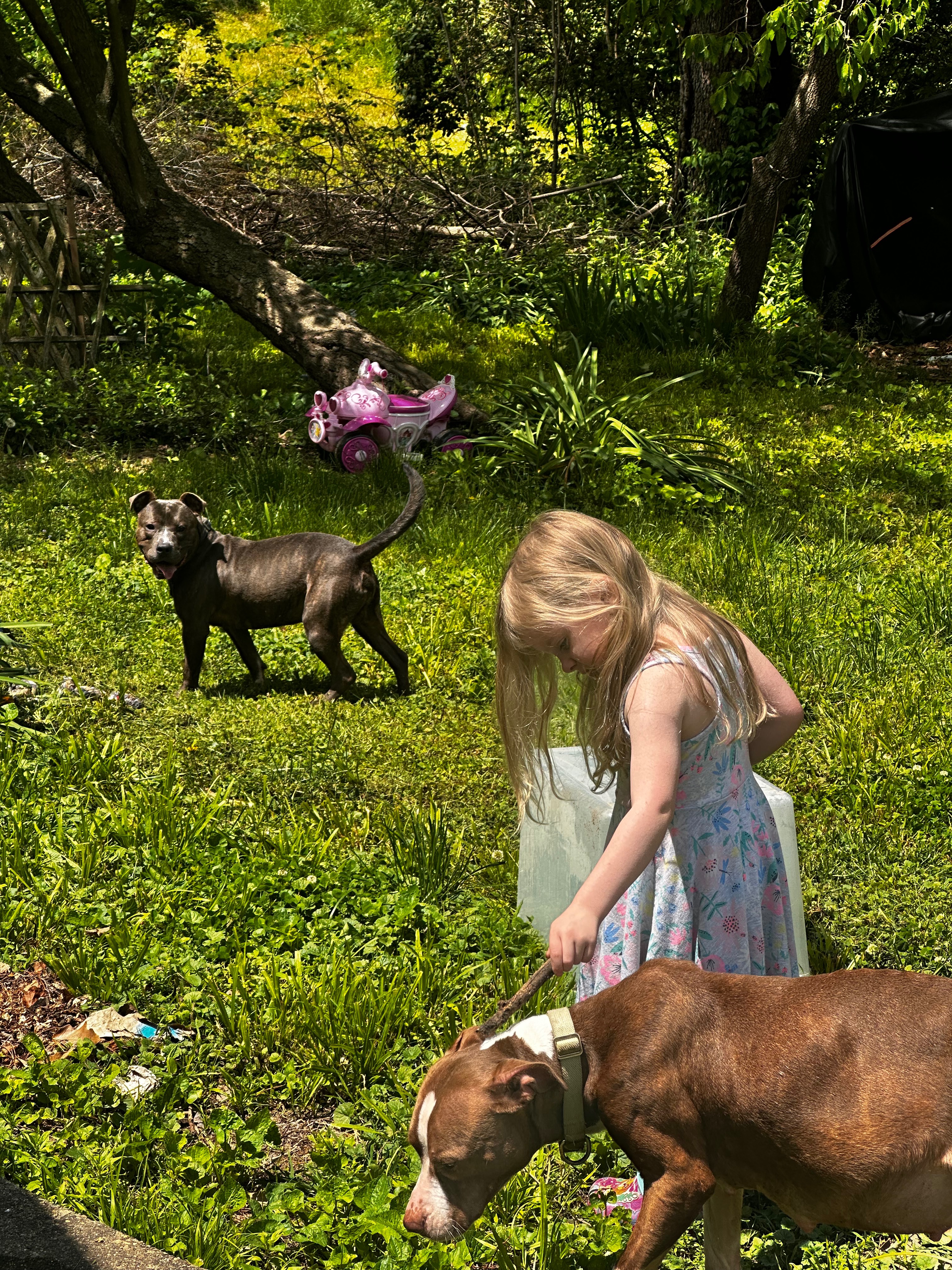 Help Hazel Heal After Accident campaign photo, 6 of 8