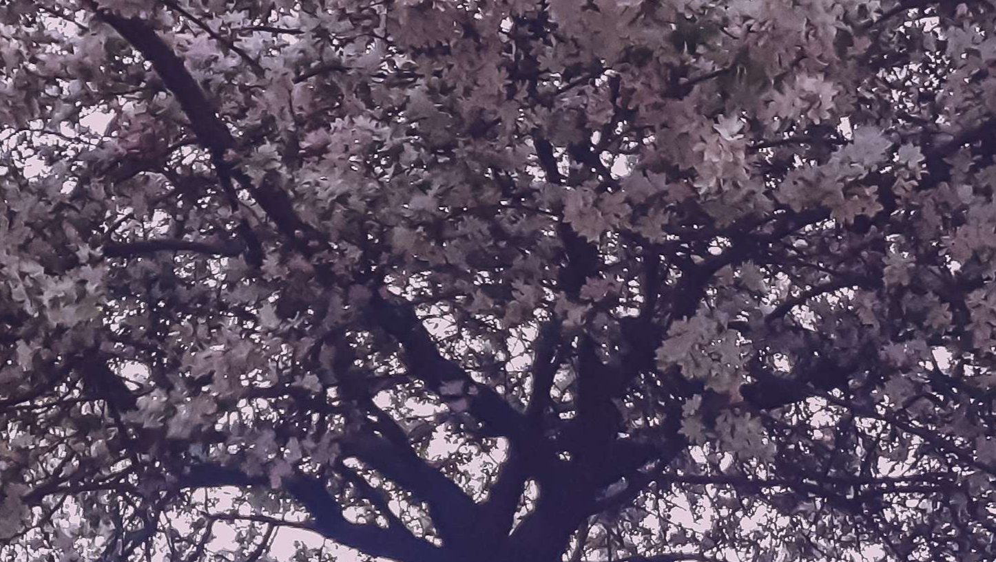 Support Keelan's Family in Crisis photo