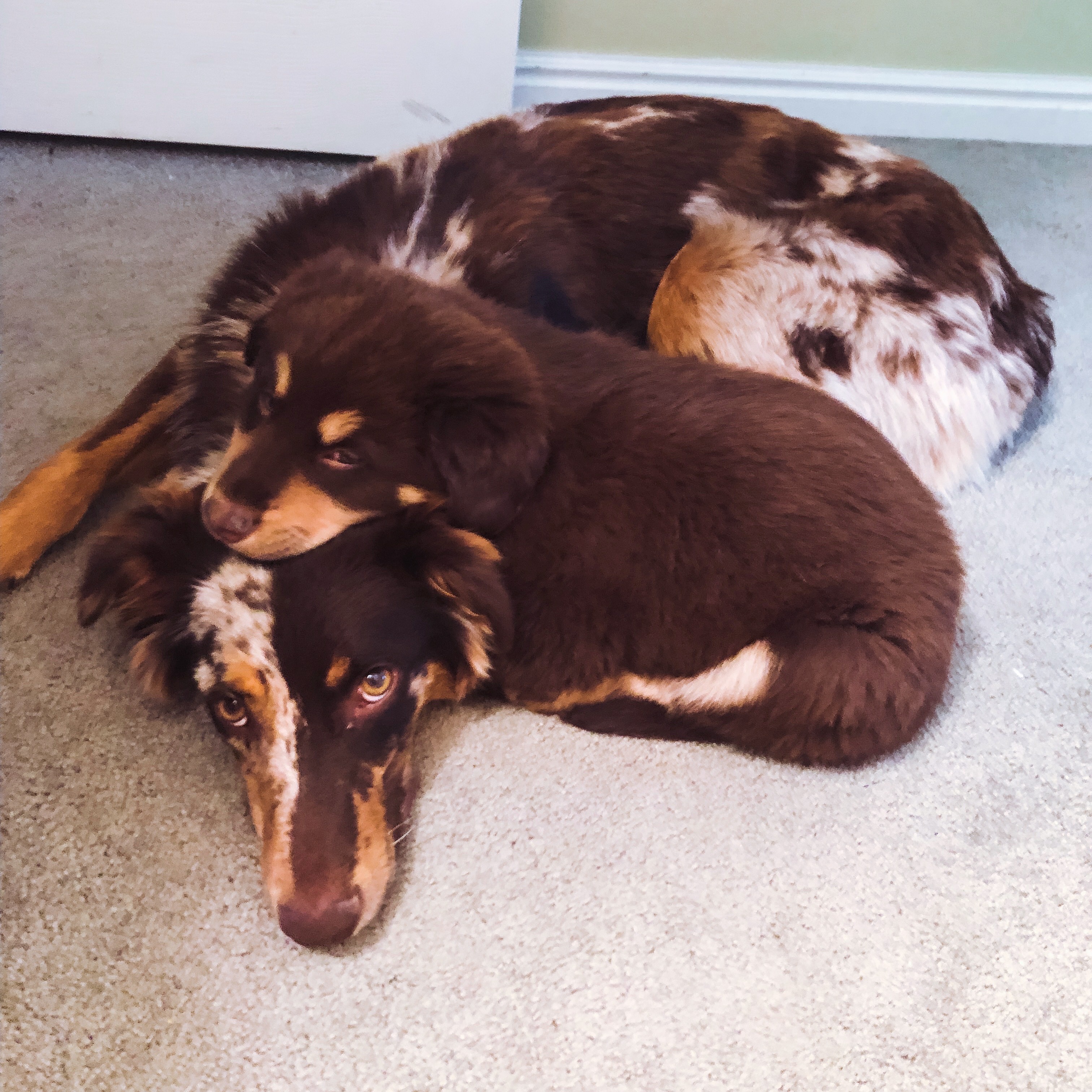 Support Needed for Emergency Vet Costs campaign photo, 2 of 6