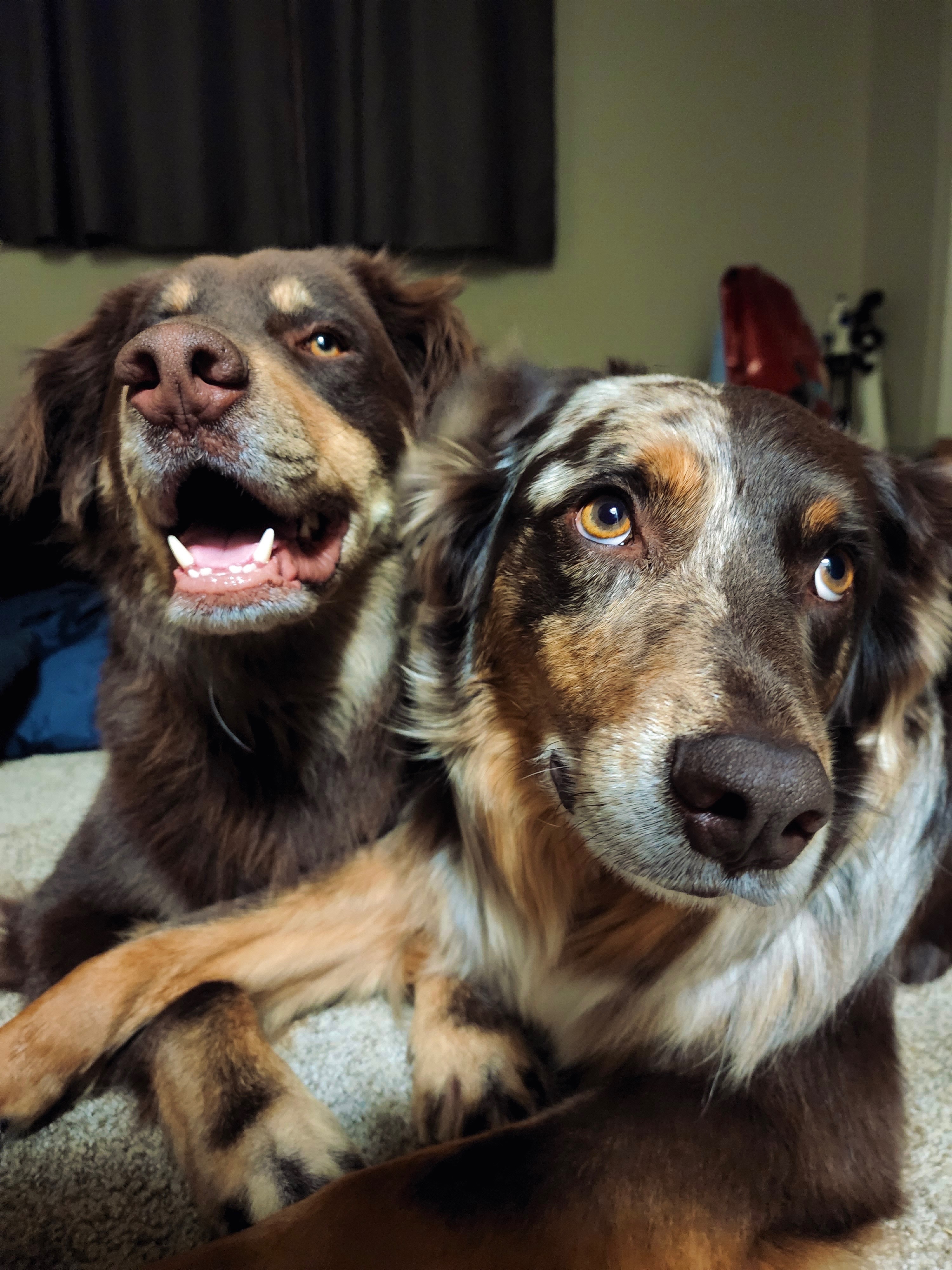 Support Needed for Emergency Vet Costs campaign photo, 4 of 6