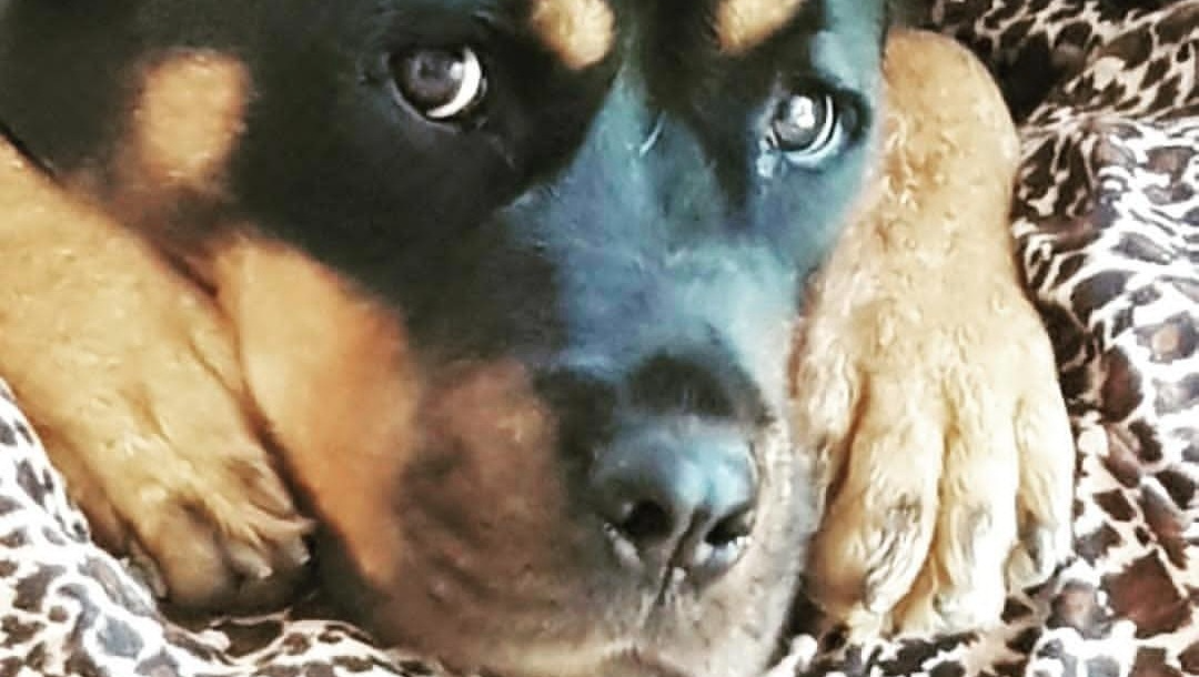 Hera's Cancer Journey photo
