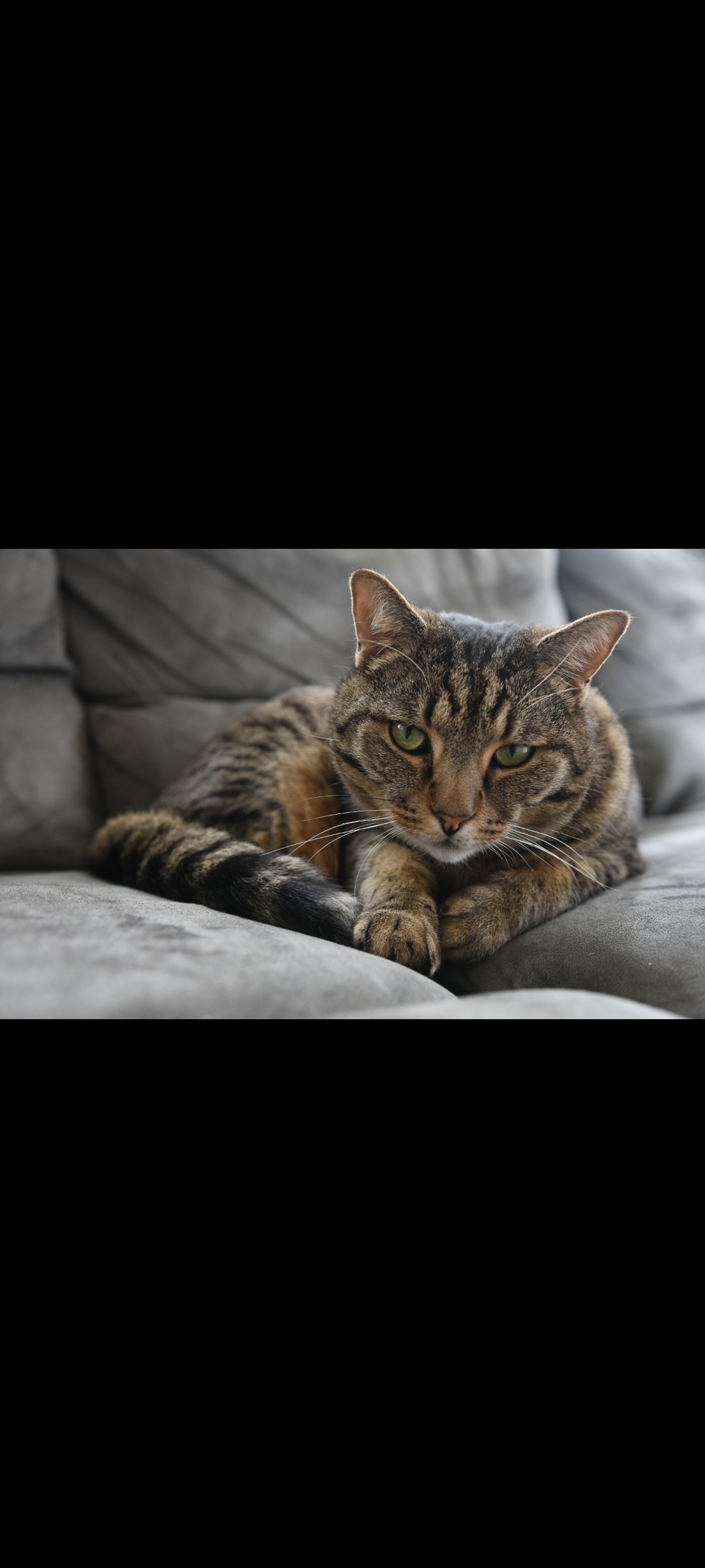 Help Miso Recover after Losing Her Leg - Trap Injury campaign photo, 2 of 8