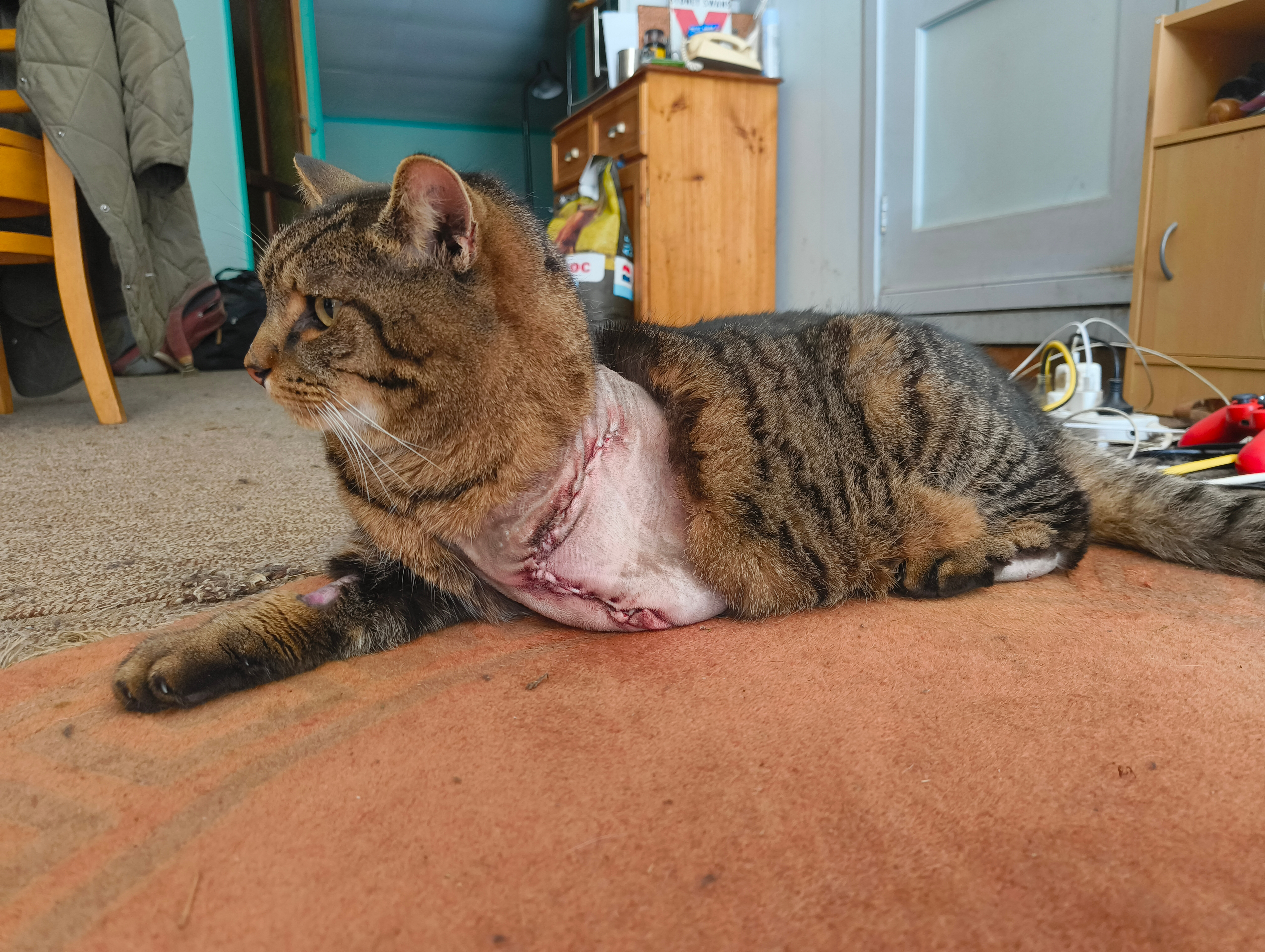 Help Miso Recover after Losing Her Leg - Trap Injury campaign photo, 6 of 8