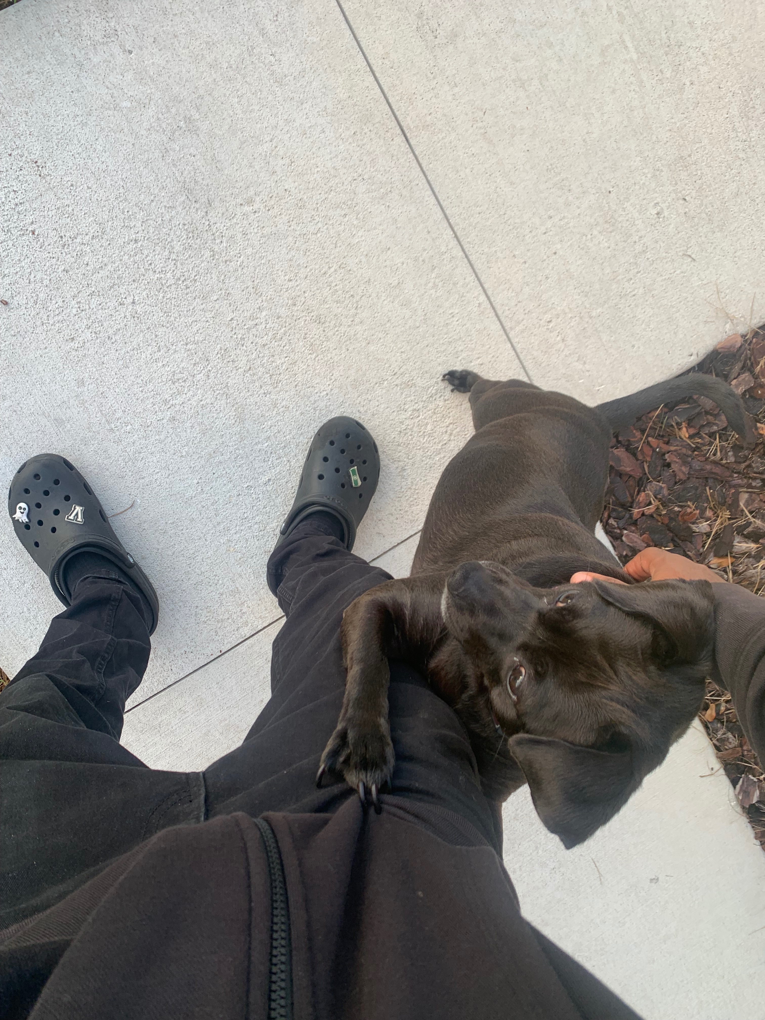 Help Save Luna – Emergency Surgery Needed To Walk Again!! campaign photo, 4 of 4