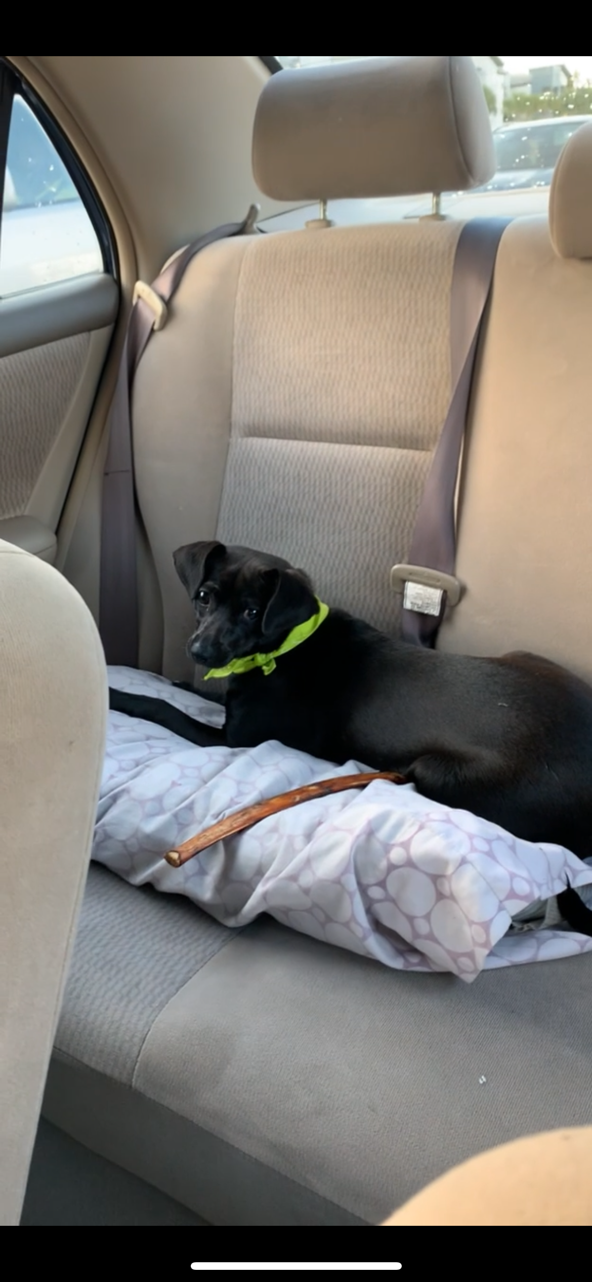 Help Save Luna – Emergency Surgery Needed To Walk Again!! campaign photo, 2 of 4