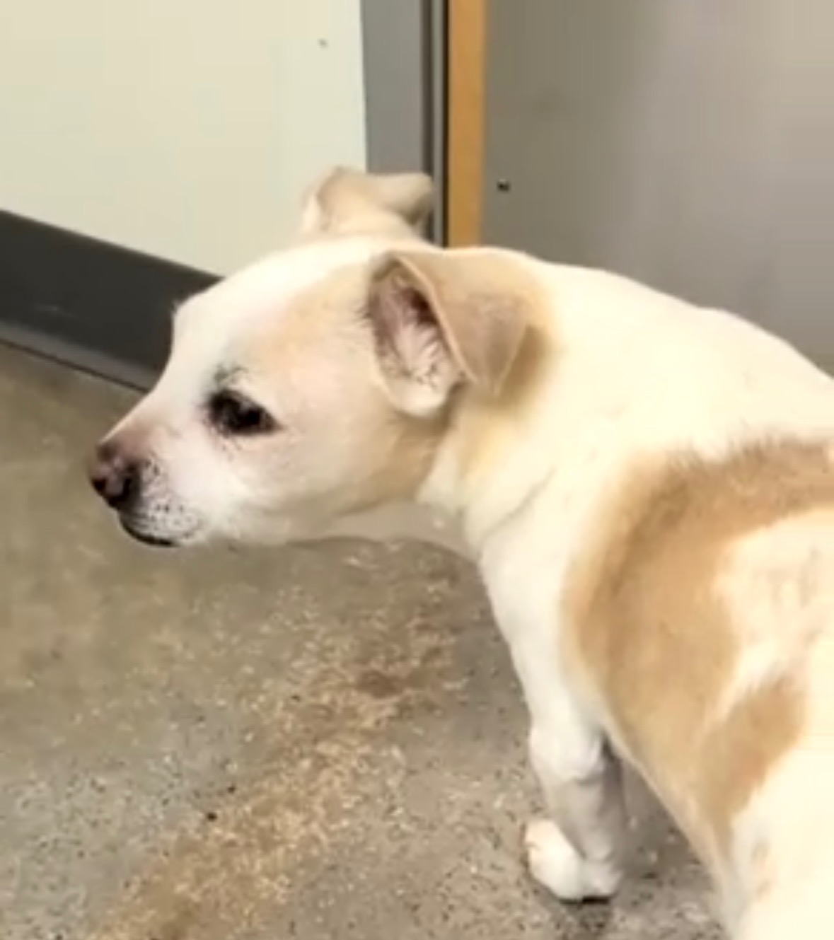 Help Koa Get Urgent Surgery and Care campaign photo, 7 of 8