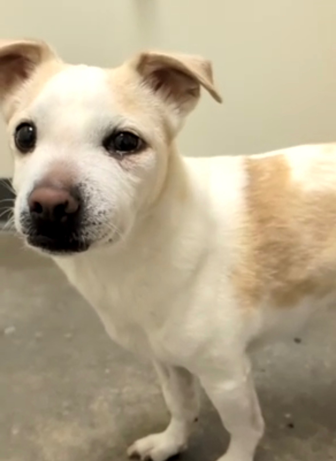 Help Koa Get Urgent Surgery and Care campaign photo, 2 of 8